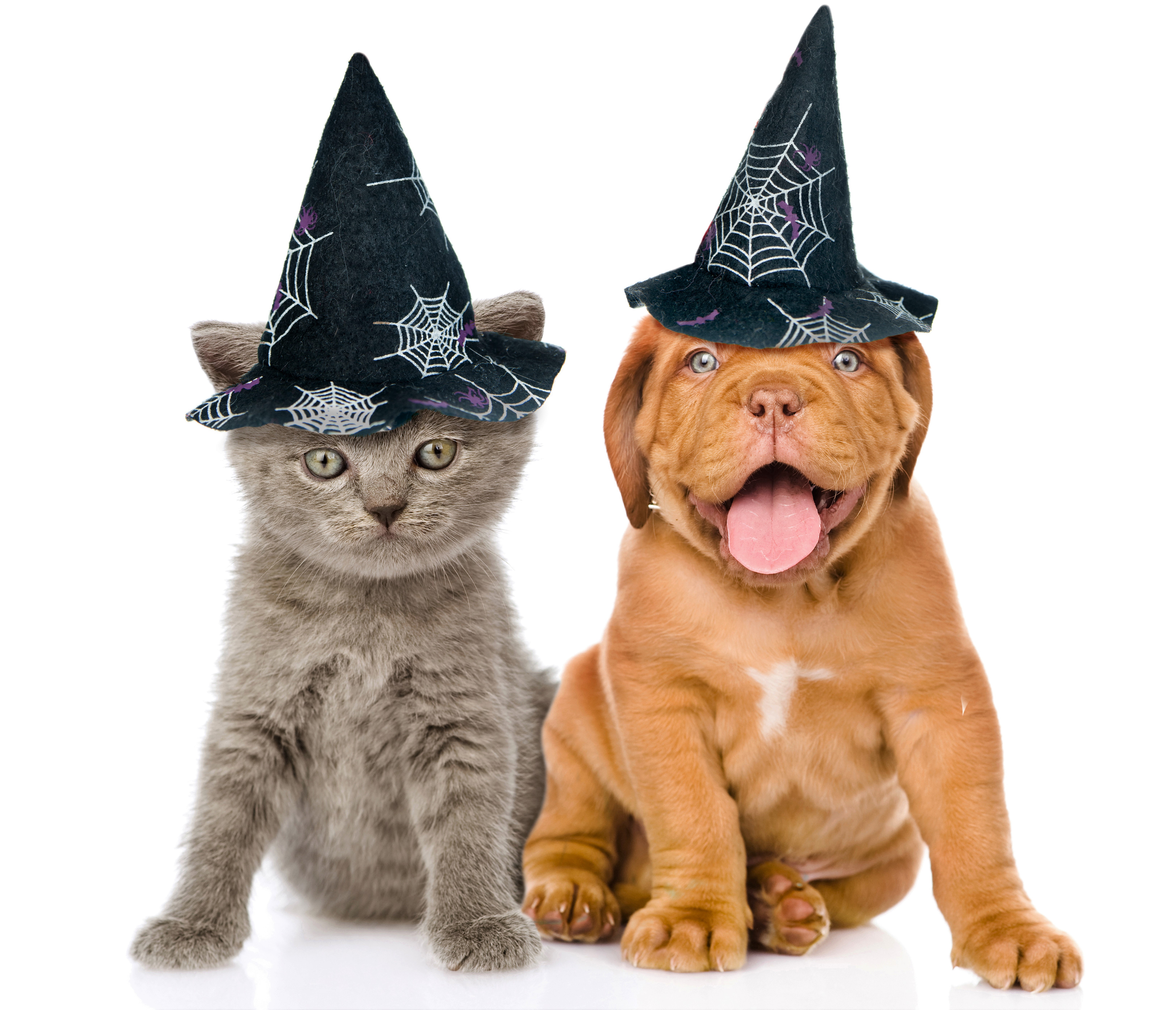 Baby Animal Cat Dog Halloween Holiday Kitten Puppy Witch Hat 6500x5584