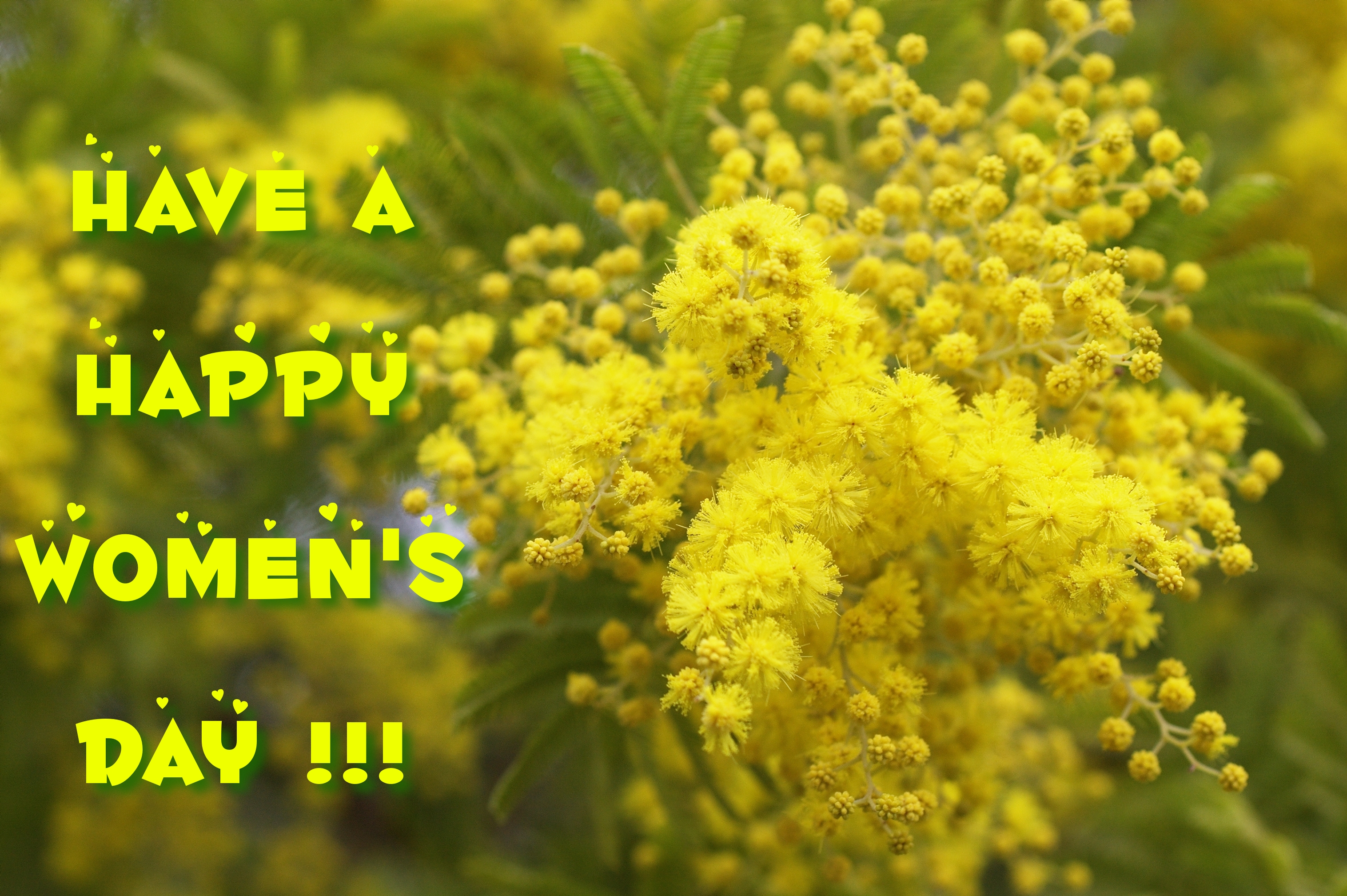 Happy Women 039 S Day Statement Wattle Women 039 S Day Yellow Flower 3032x2016