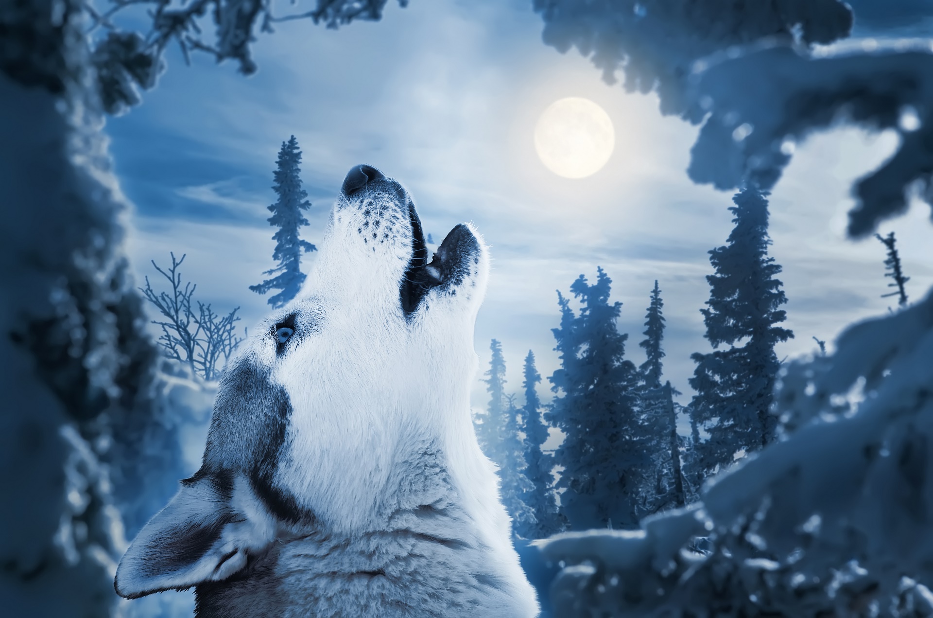 Artistic Blue Howling Wolf 1920x1271