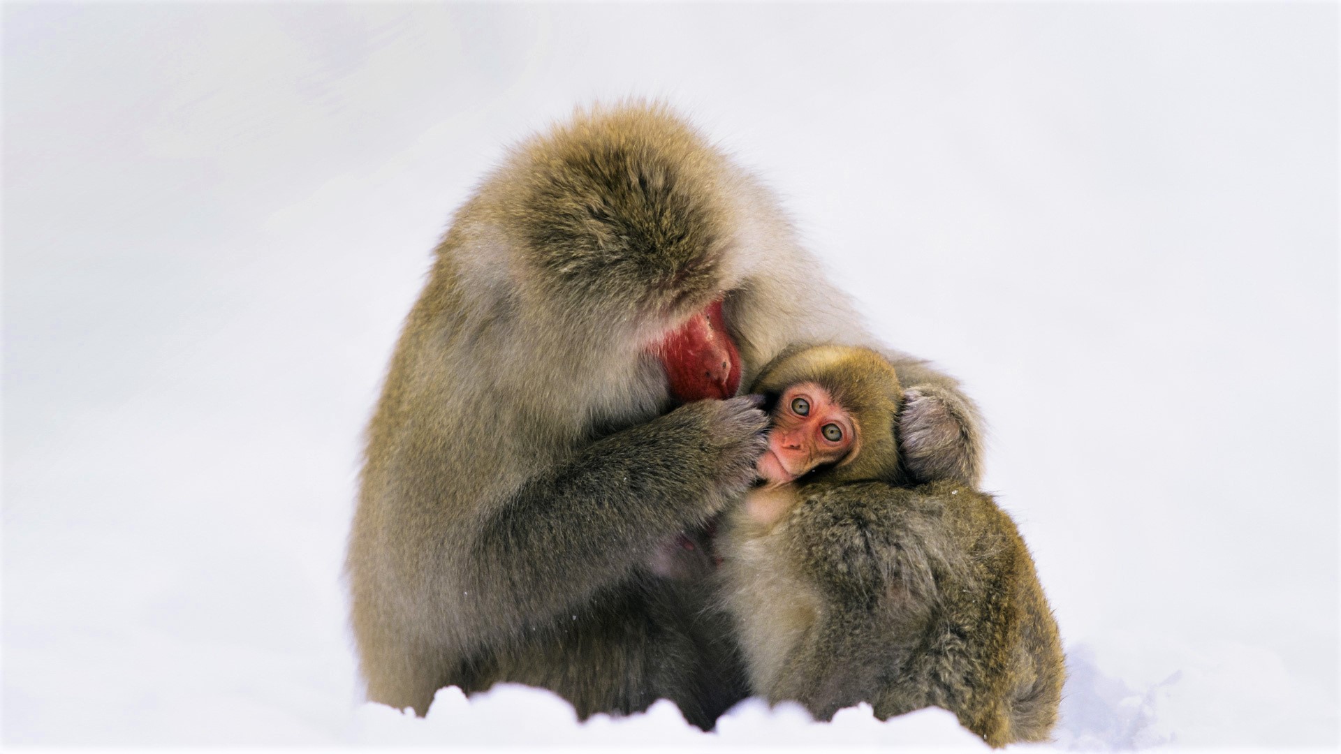 Animal Baby Animal Cute Japanese Macaque Love Monkey 1920x1080