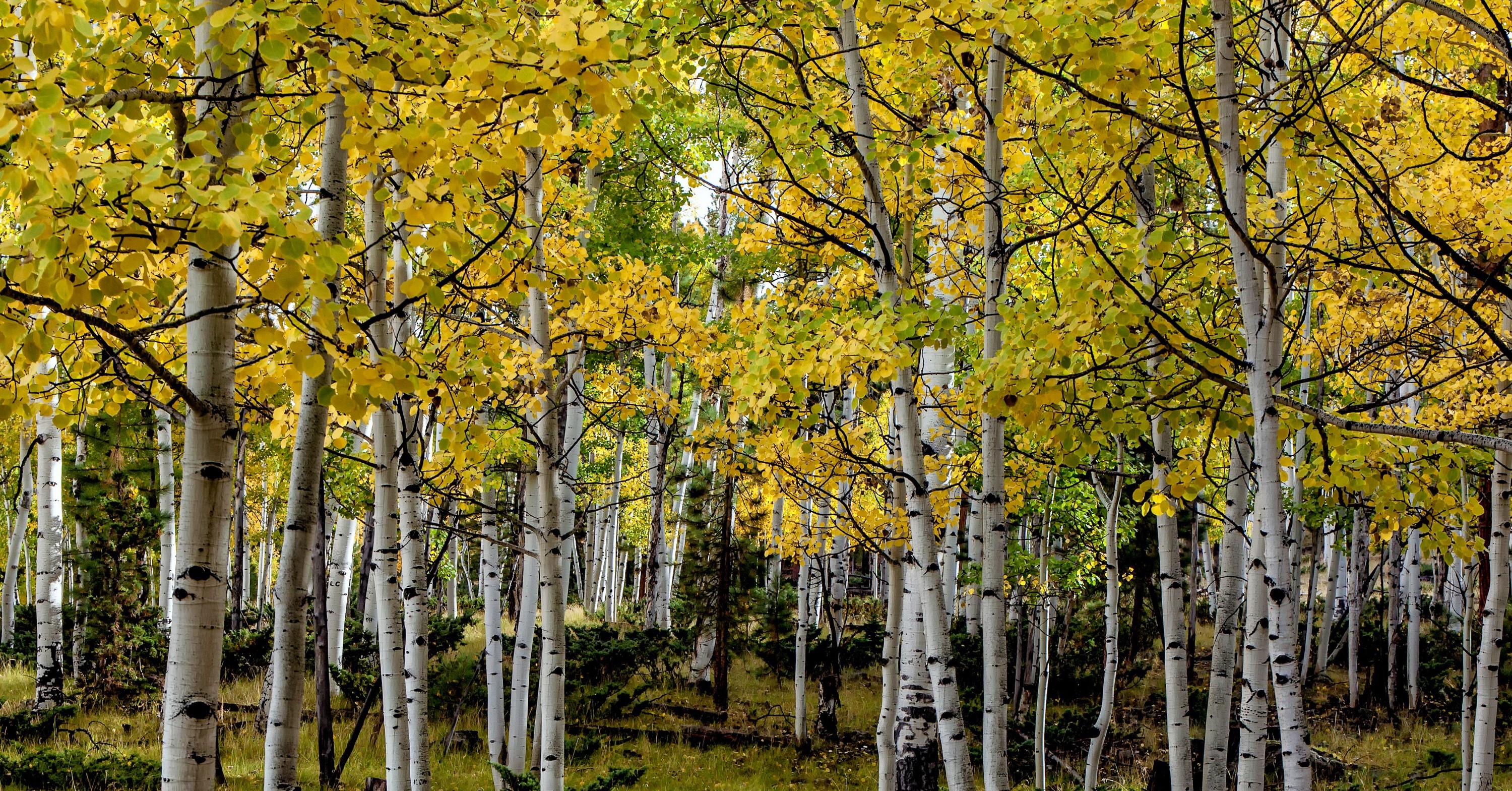 Birch Colors Earth Fall Foliage Forest Tree 3000x1569