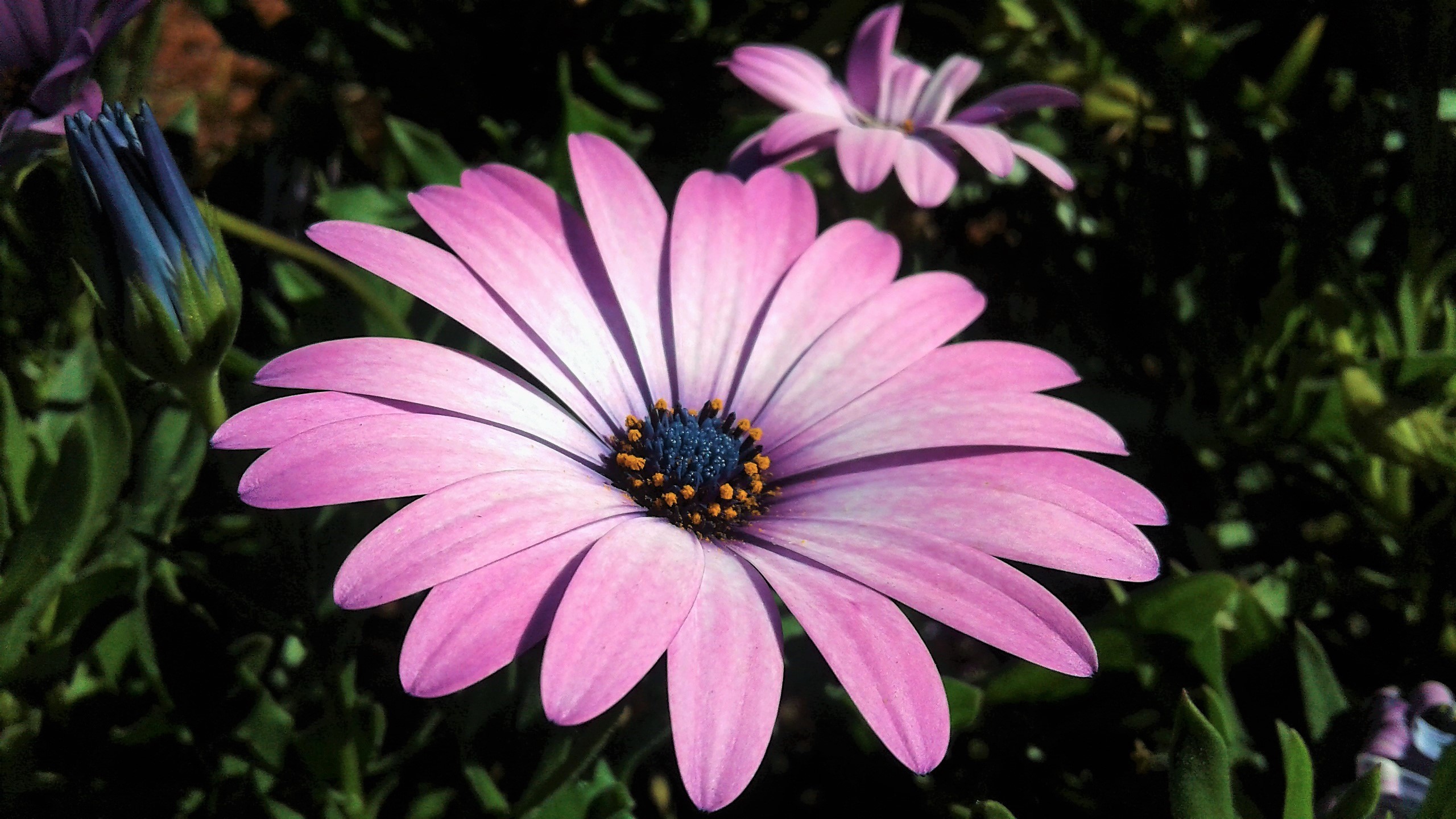 Daisy Earth Flower Purple Flower 2560x1440