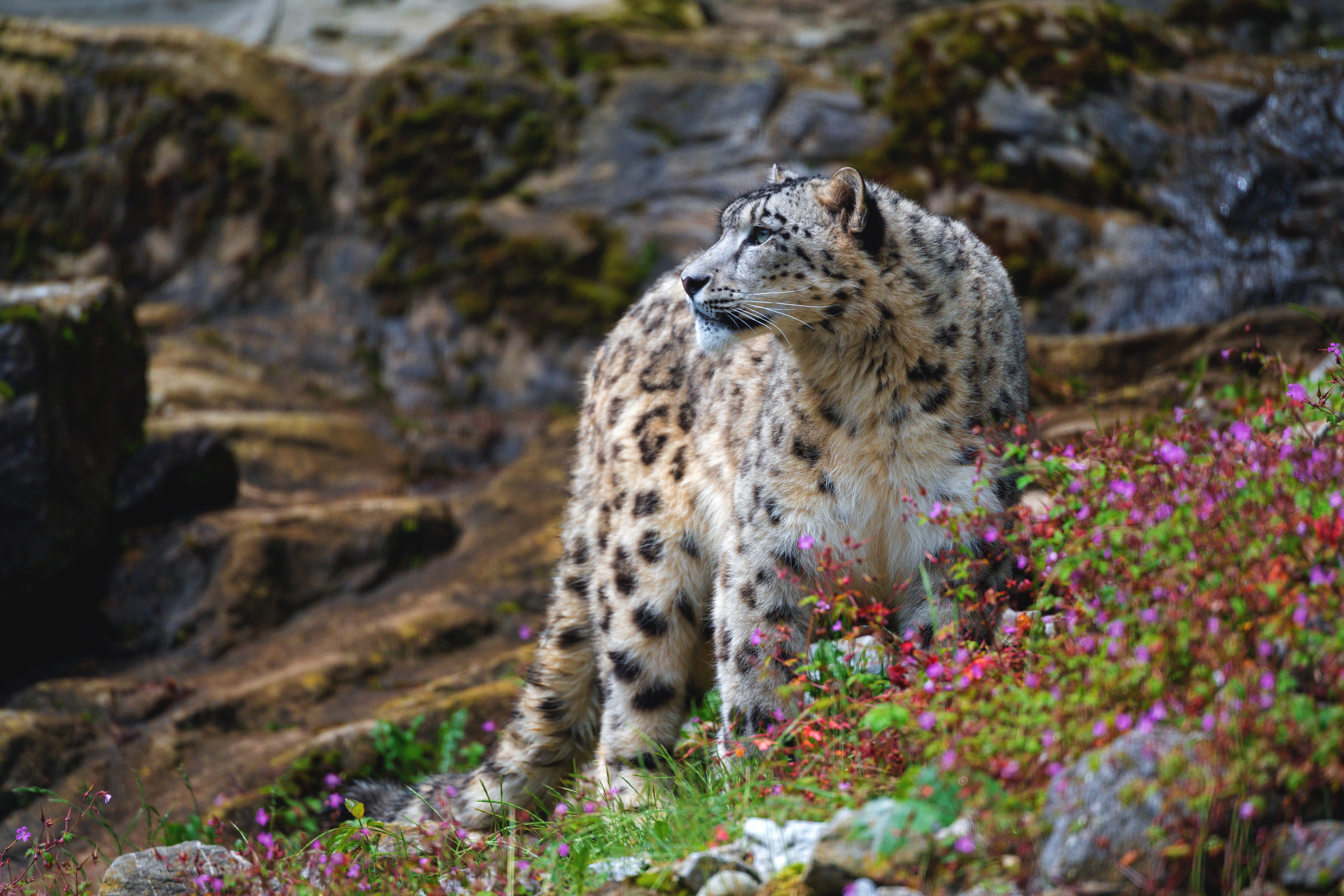 Big Cat Snow Leopard Wildlife Predator Animal 5568x3712
