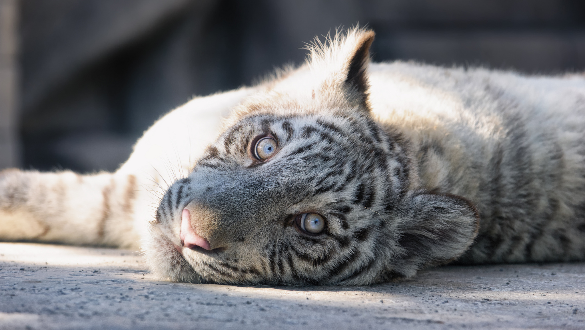 Big Cat Lying Down Tiger White Tiger Predator Animal 2048x1157