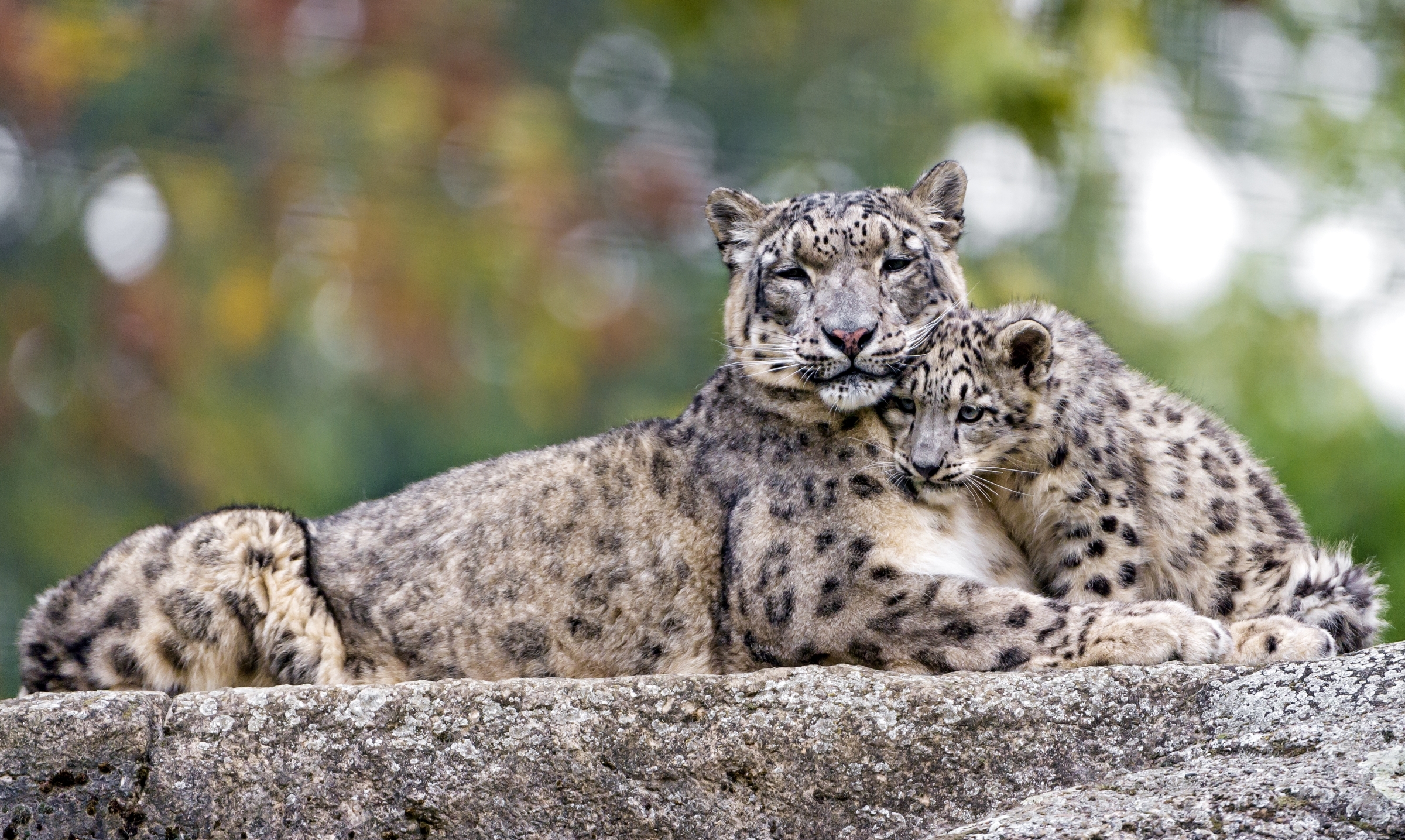 Cub Snow Leopard 2400x1435