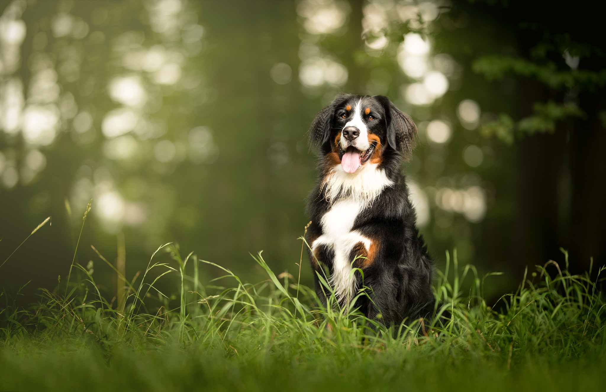 Bernese Mountain Dog Bokeh Depth Of Field Dog Pet Sennenhund 2048x1326