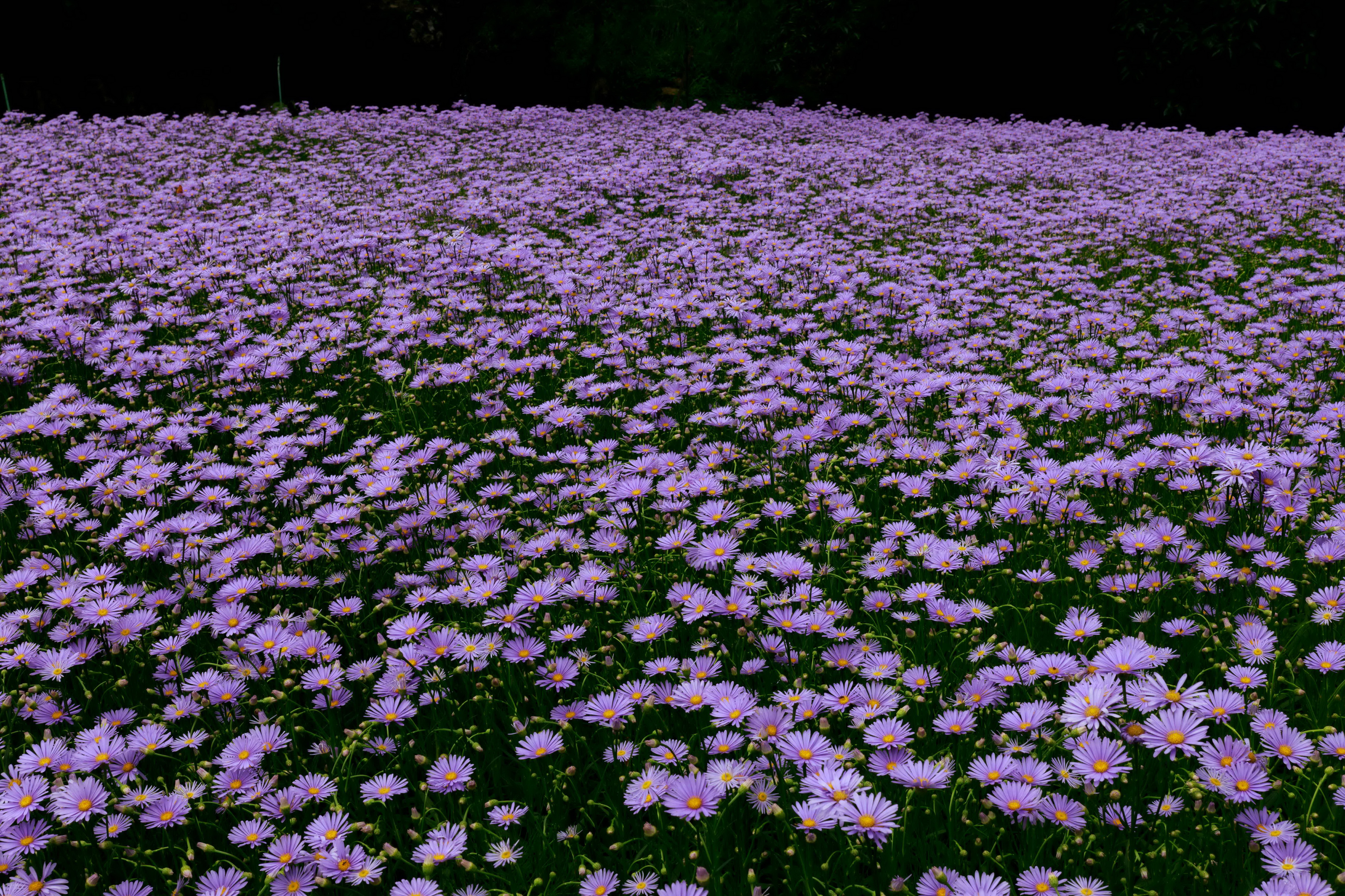 Daisy Flower Nature Purple Flower 4500x3000