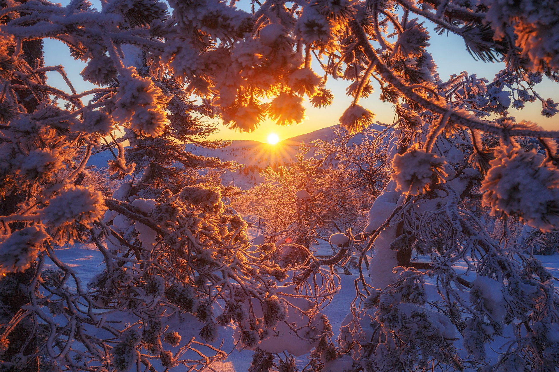 Branch Finland Nature Snow Sunset Winter 1920x1280