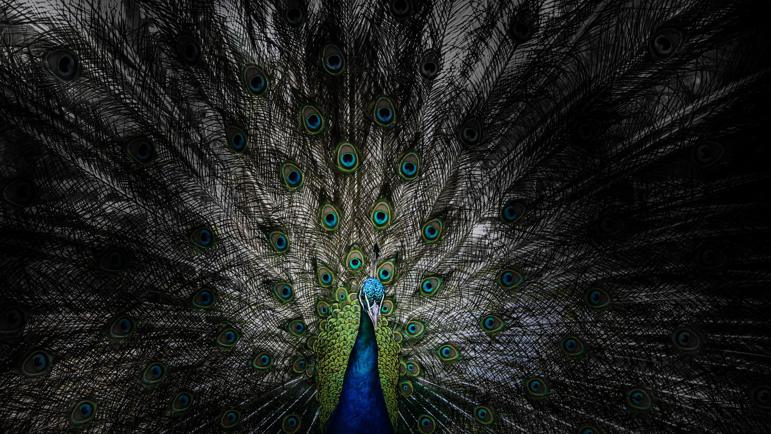 Bird Feather Peacock Wildlife 2560x1440