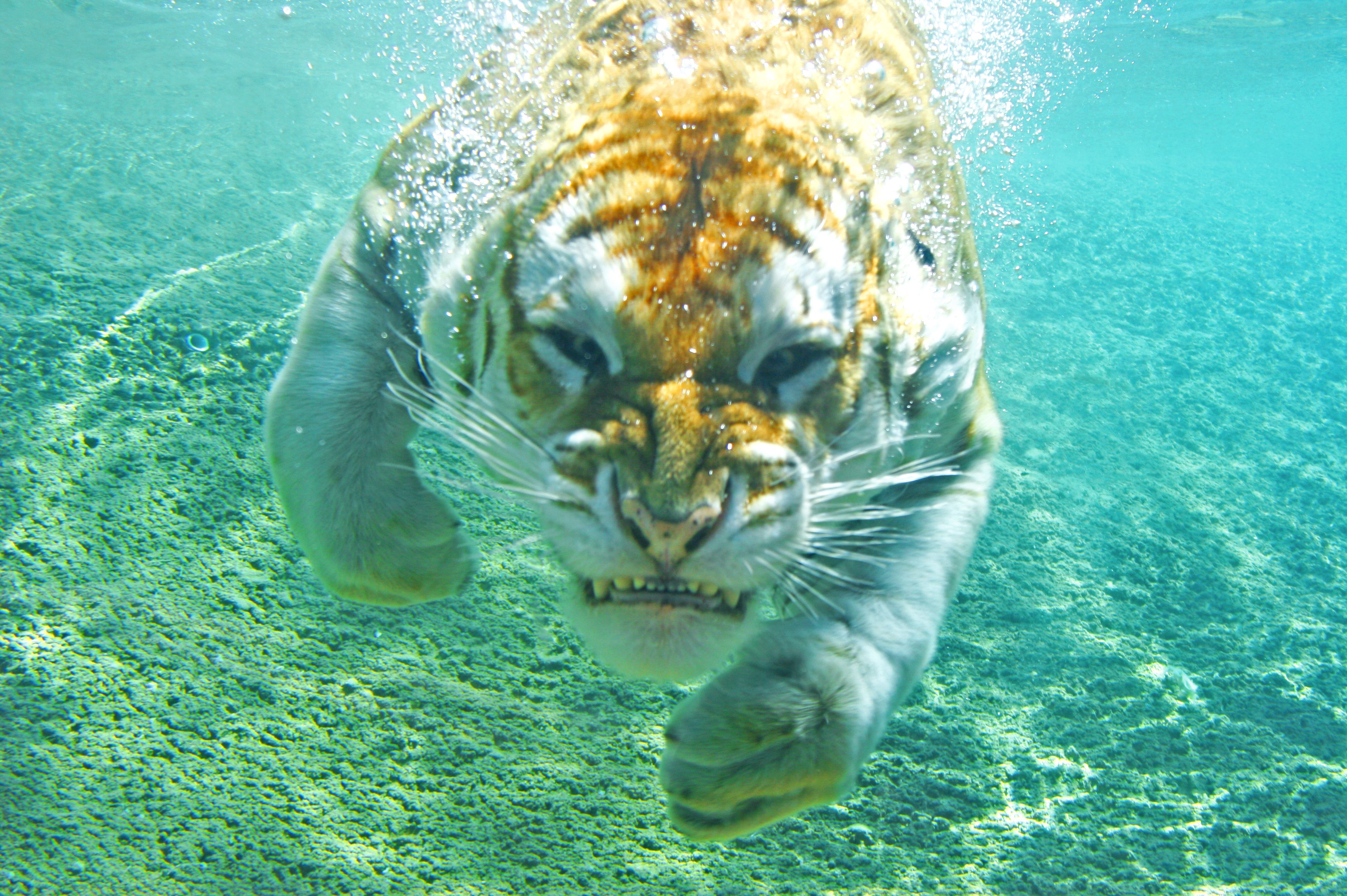 Big Cat Swimming Tiger Underwater 3504x2331