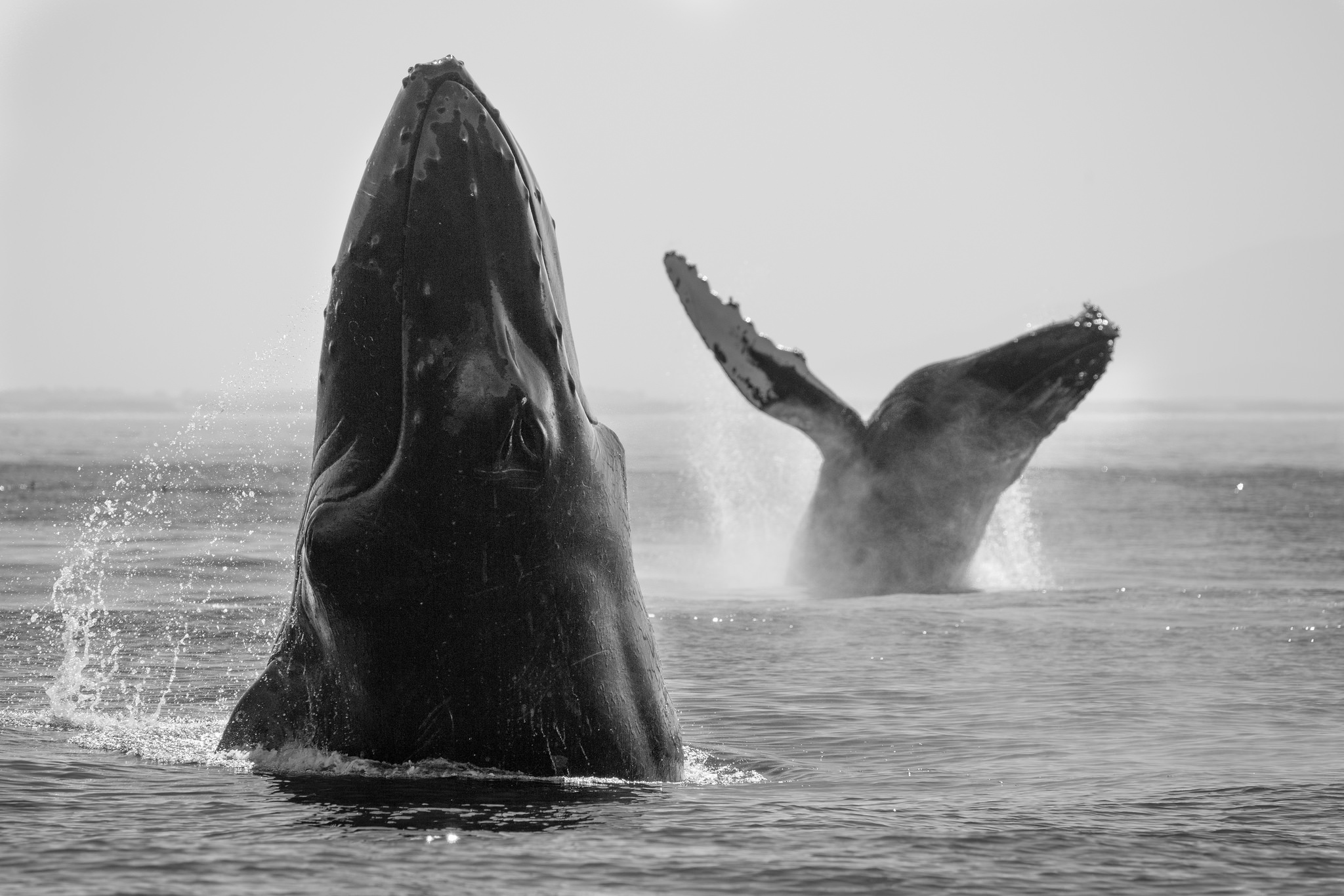 Black Amp White Humpback Whale Sea Life Whale 2048x1365