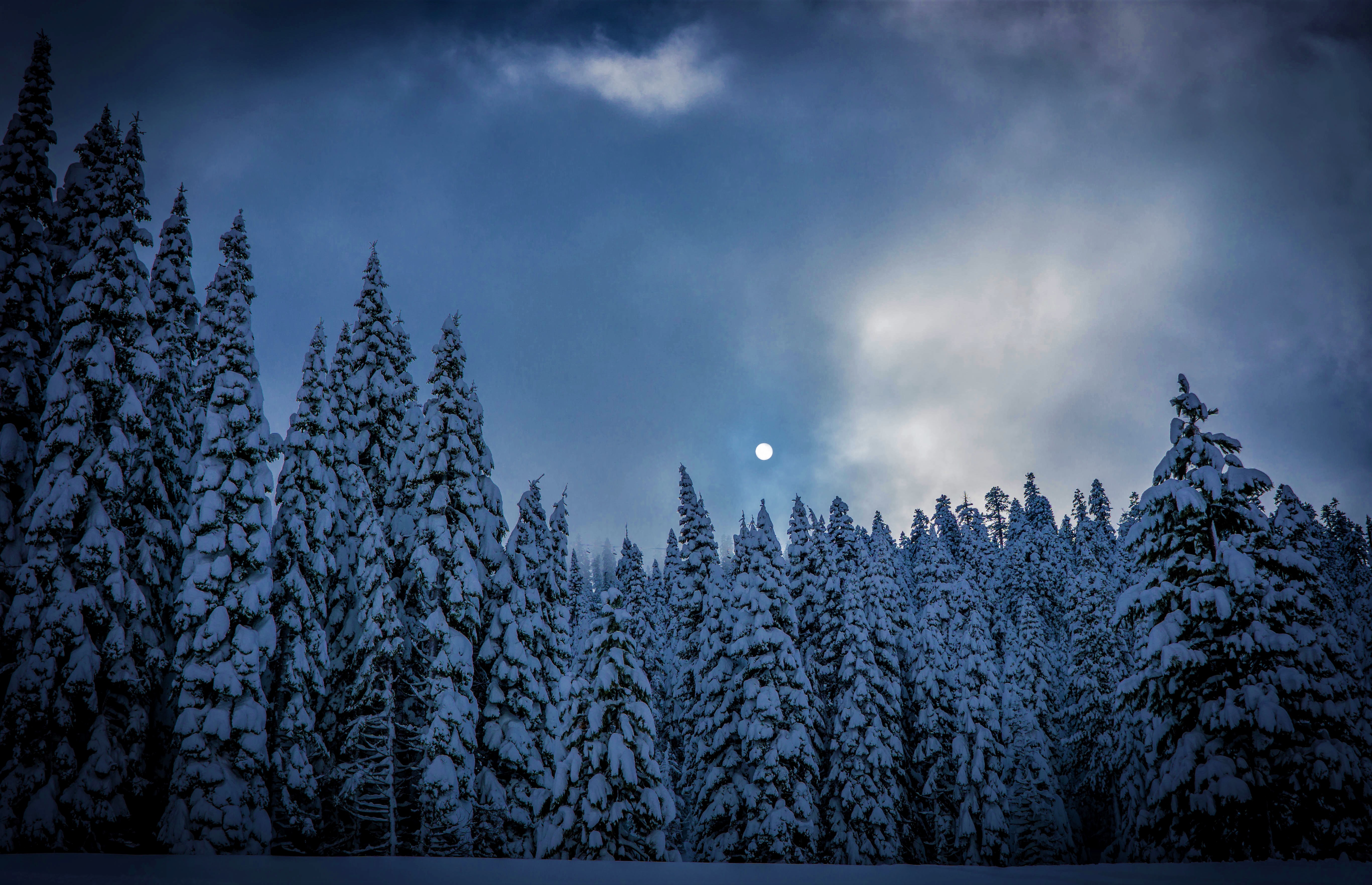 Dusk Fir Moon Snow Tree Twilight Winter 5468x3529