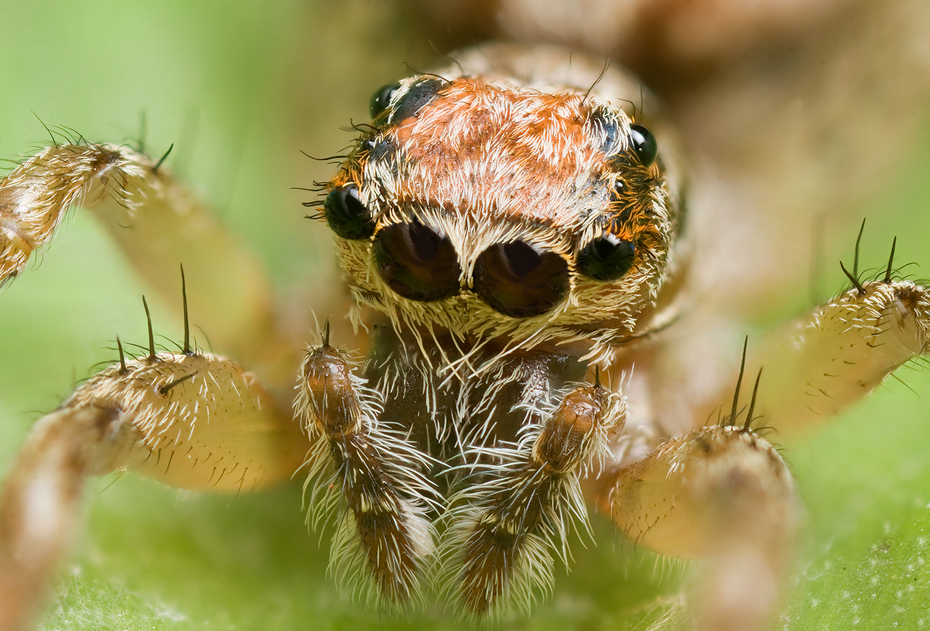 Arachnid Jumping Spider 1850x1255