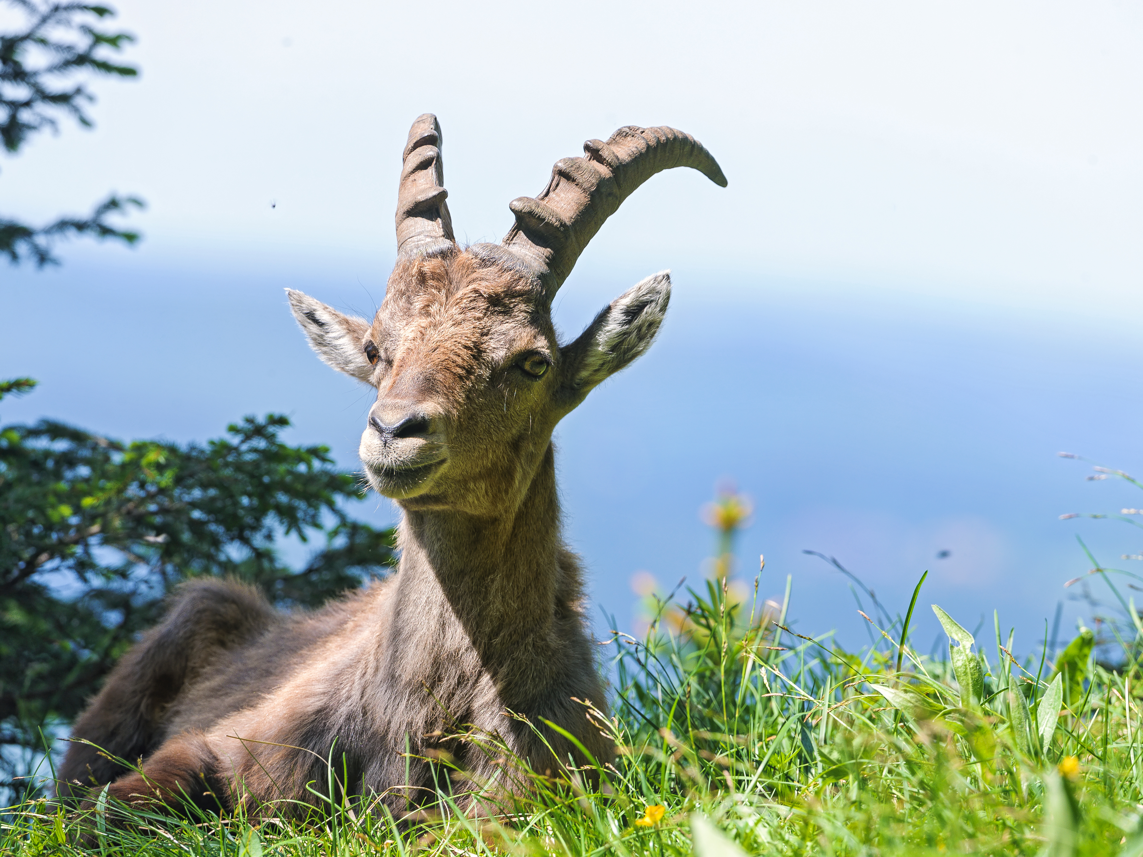 Alpine Ibex Goat Wildlife 3776x2832