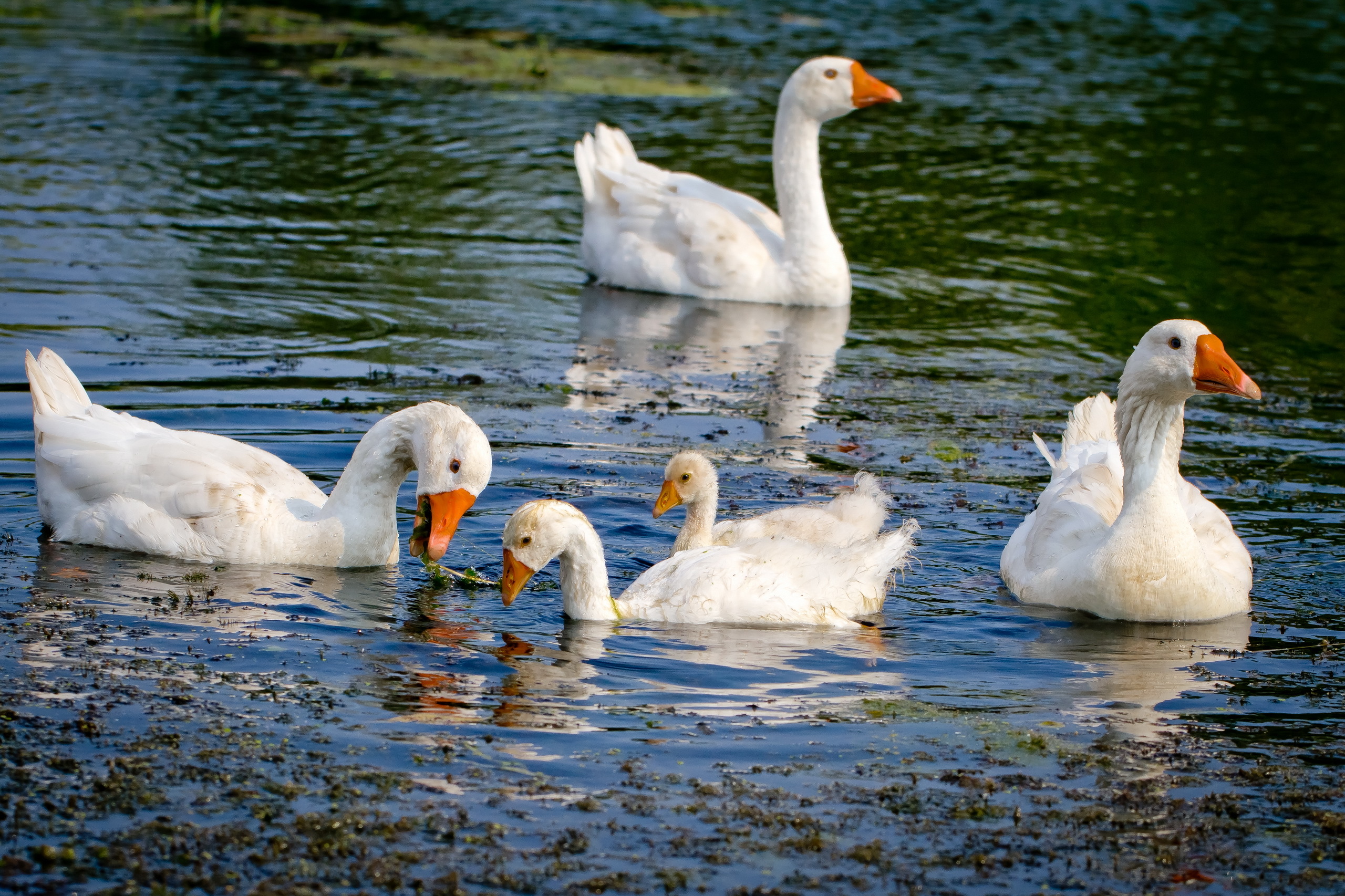 Bird Goose 2560x1706