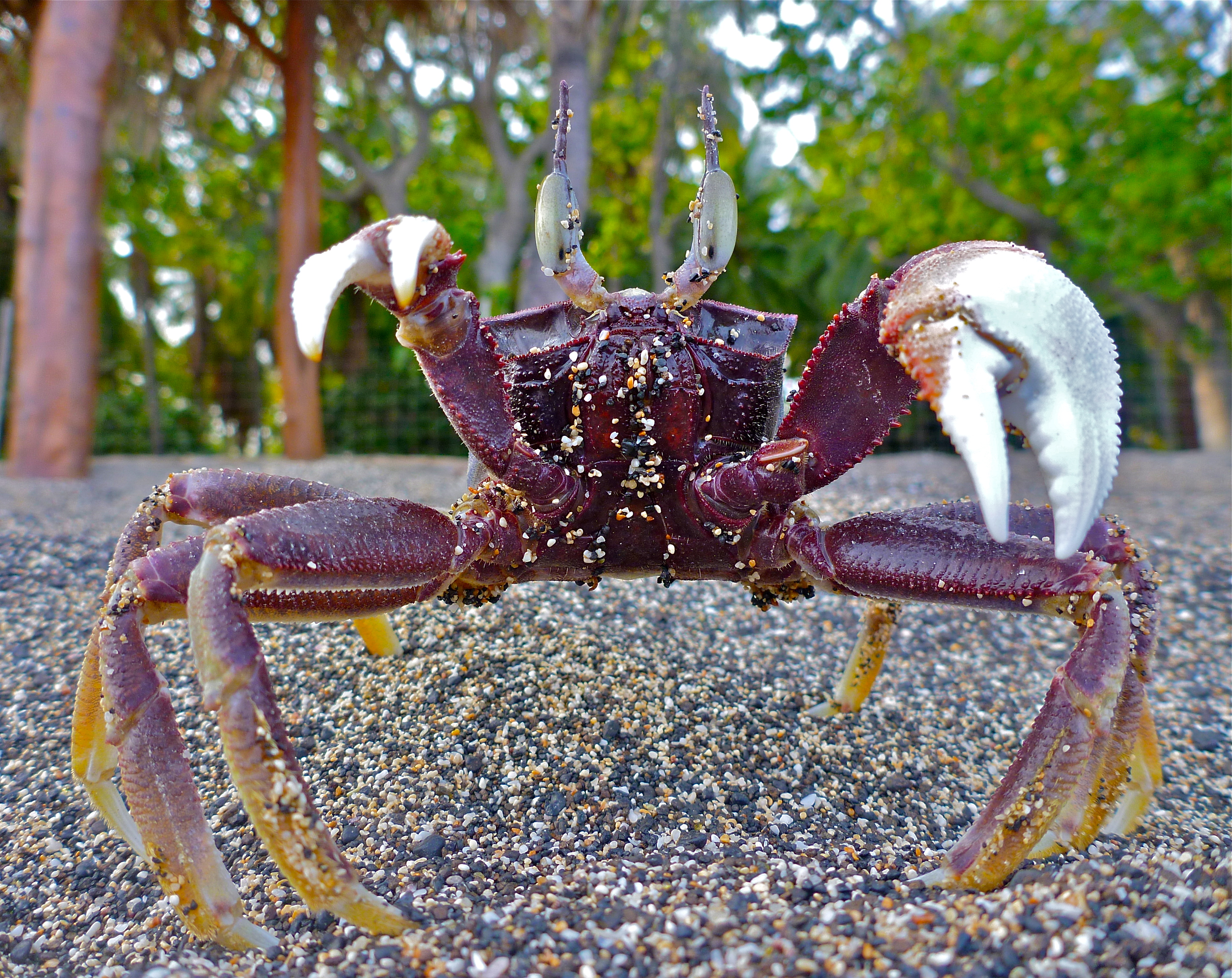 Animal Ghost Crab 3780x3000