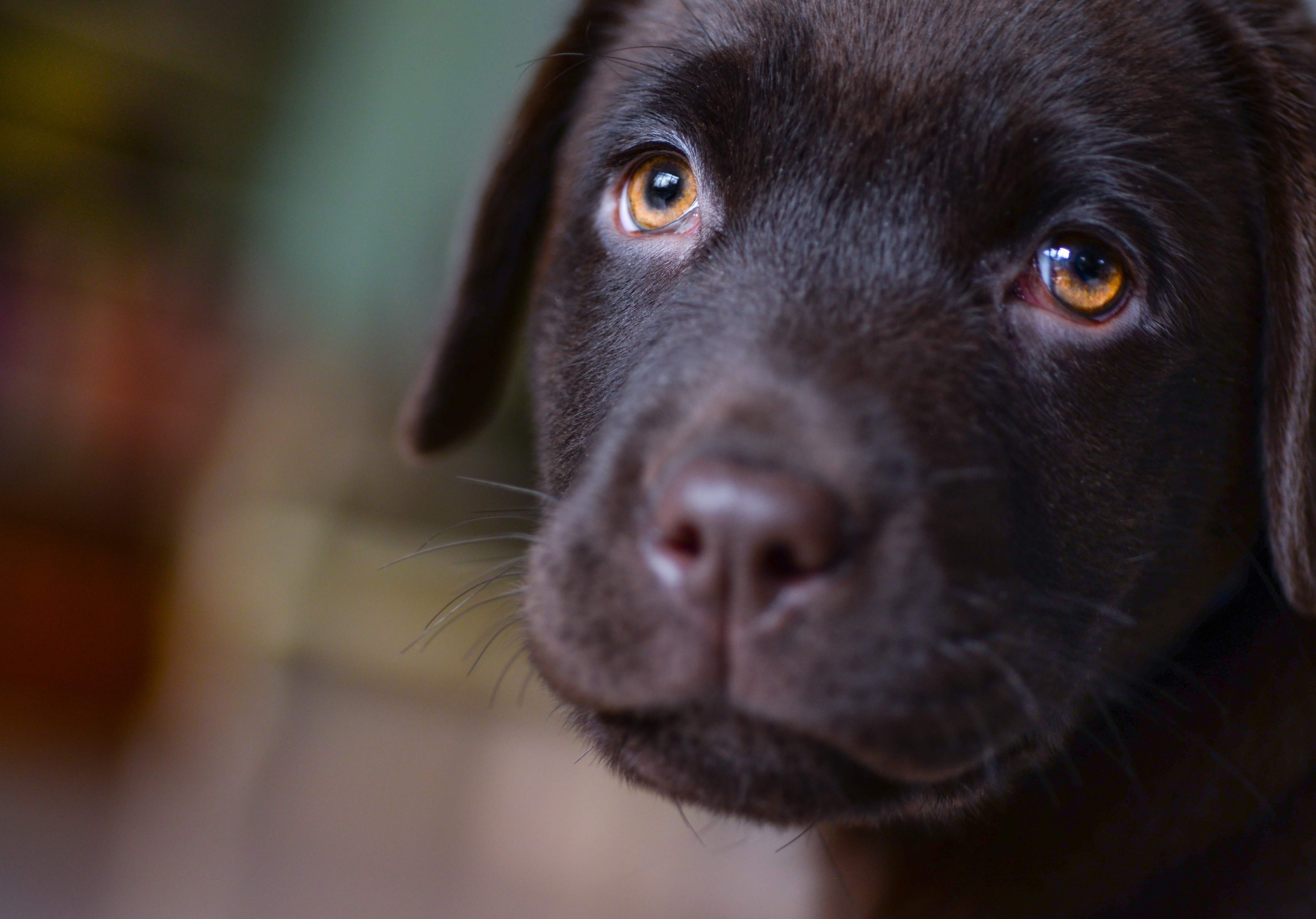 Baby Animal Labrador Retriever Pet Puppy 4486x3133