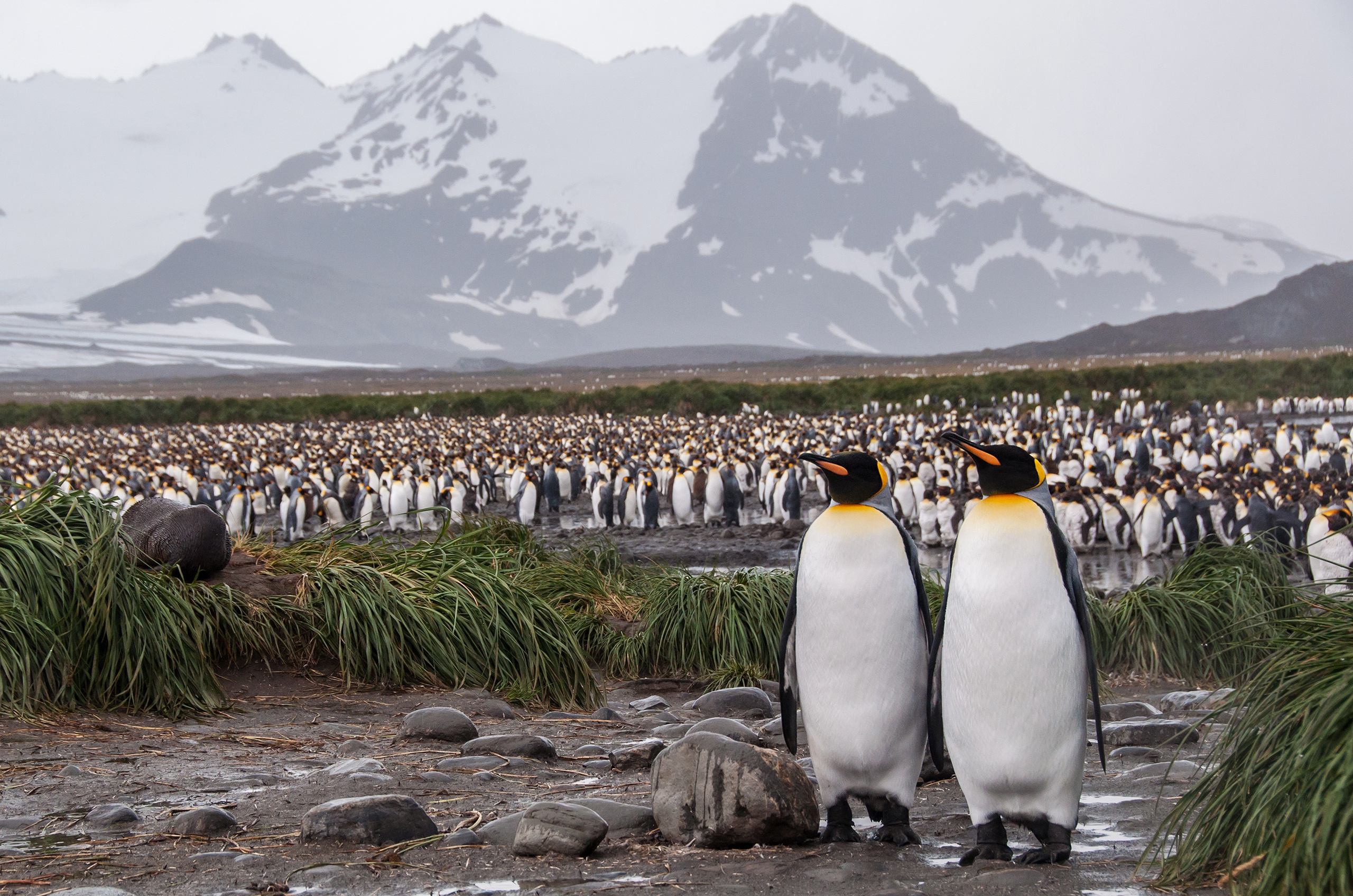 Emperor Penguin Penguin Wildlife 2560x1696