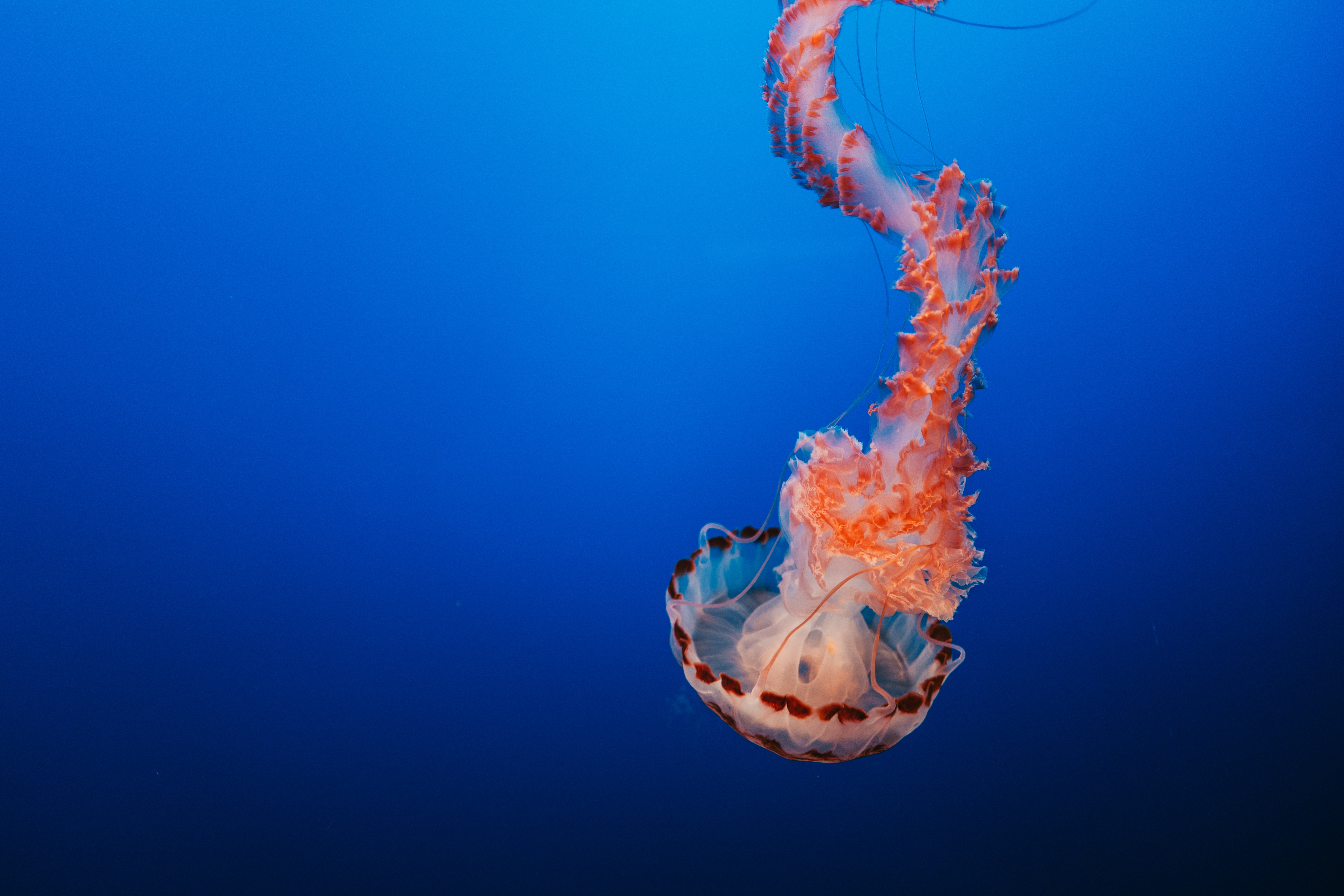 Jellyfish Sea Life Underwater 6000x4000