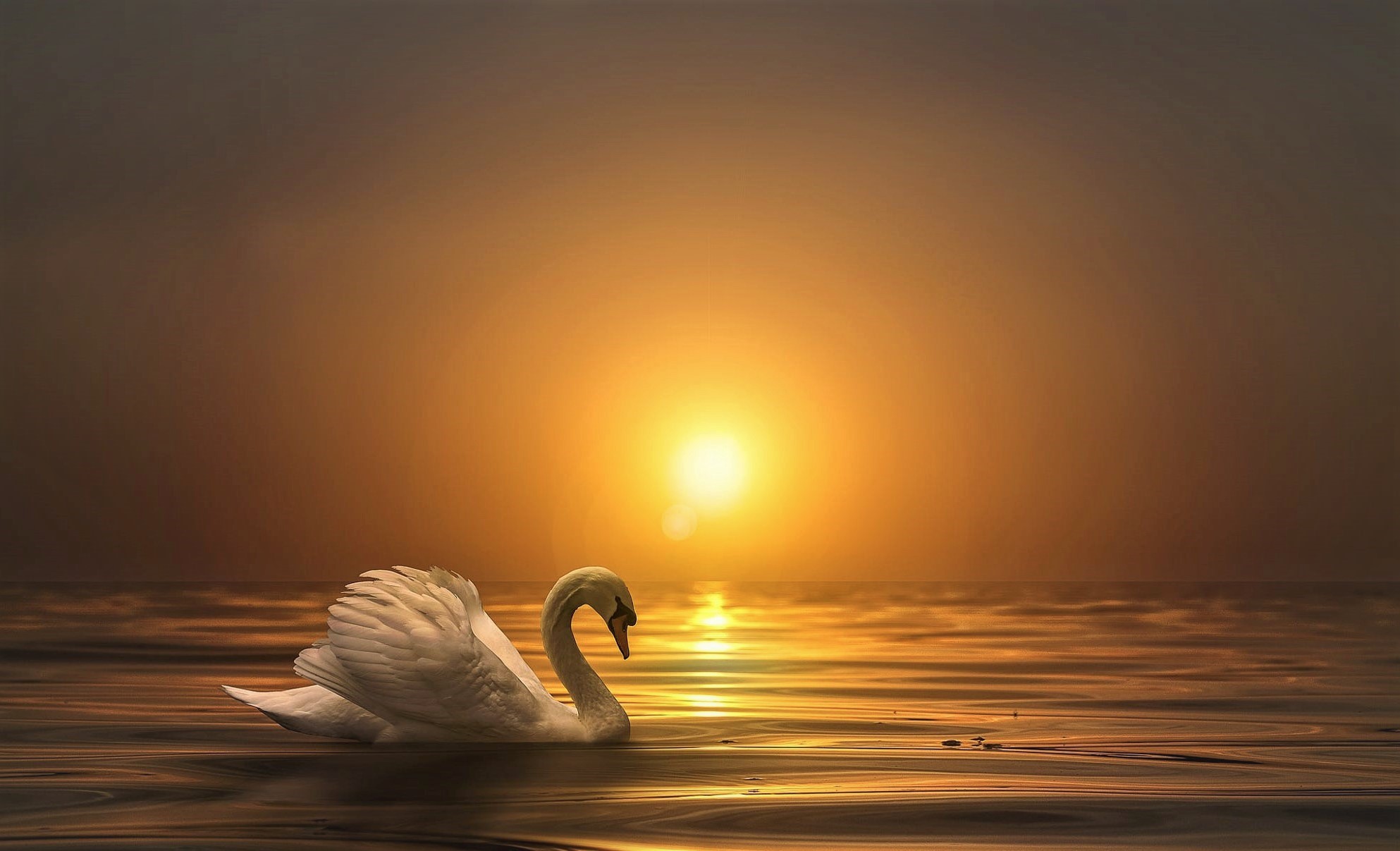 Animal Mute Swan Sunset Swan 1986x1207