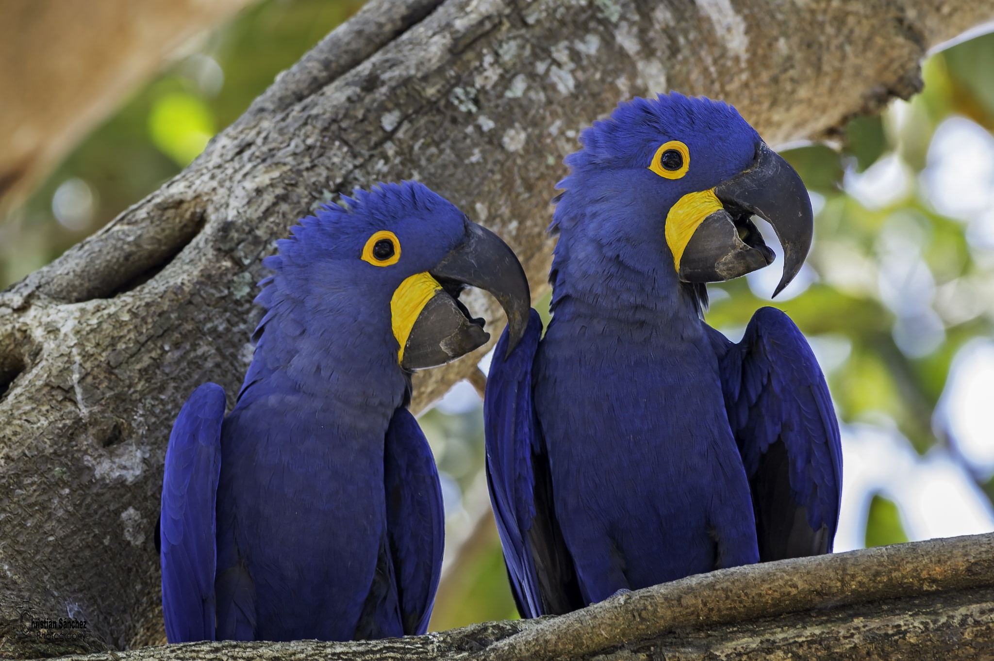 Bird Hyacinth Macaw Parrot Wildlife 2048x1363