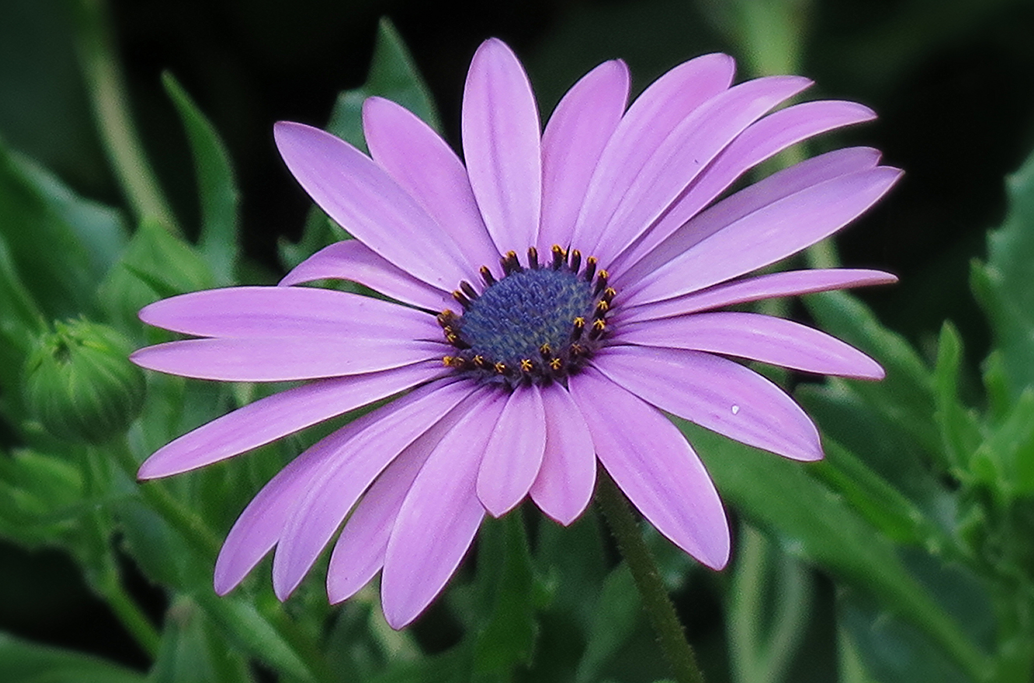 Daisy Flower Purple Flower 2048x1354