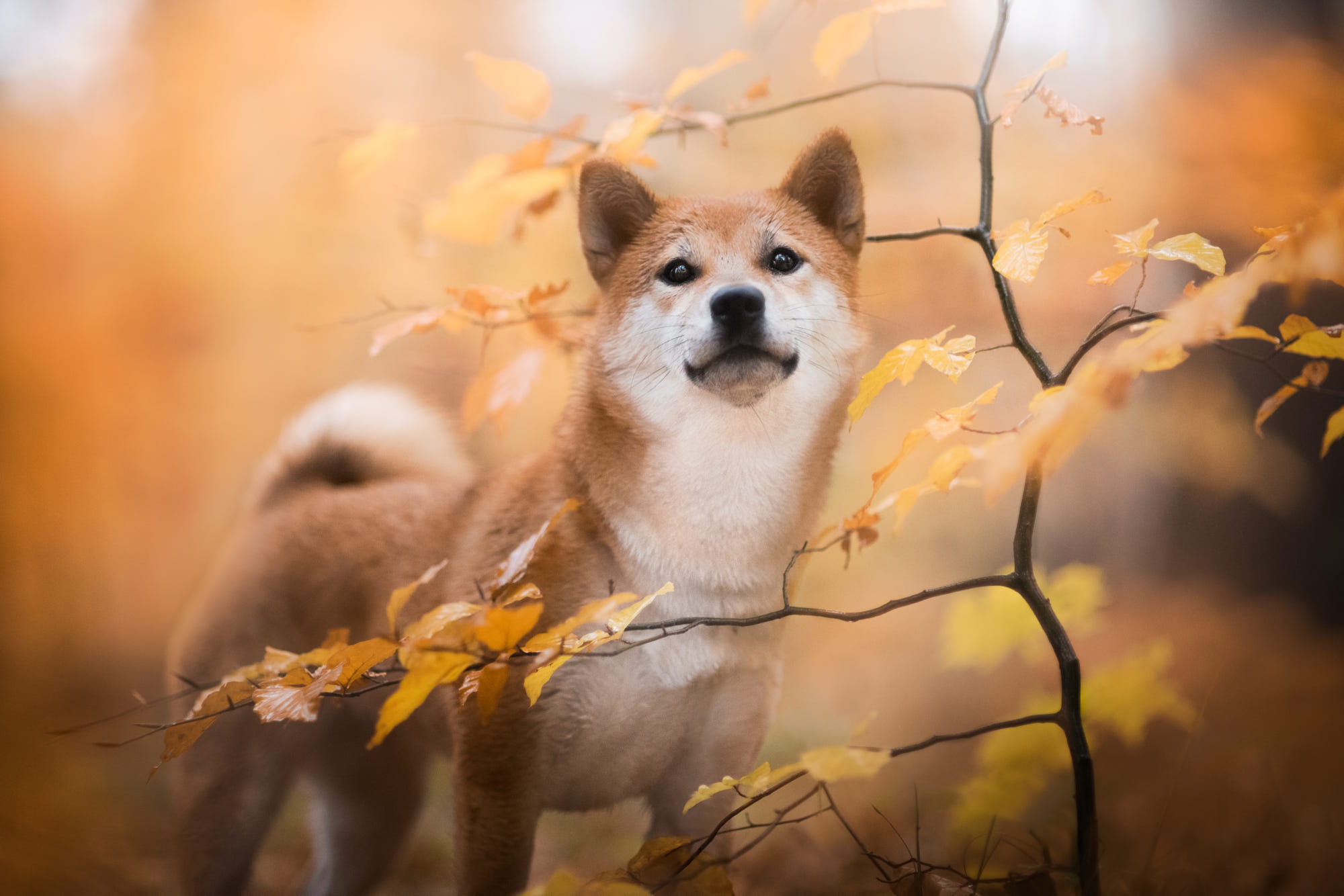 Baby Animal Dog Fall Pet Puppy Shiba Inu 2000x1334