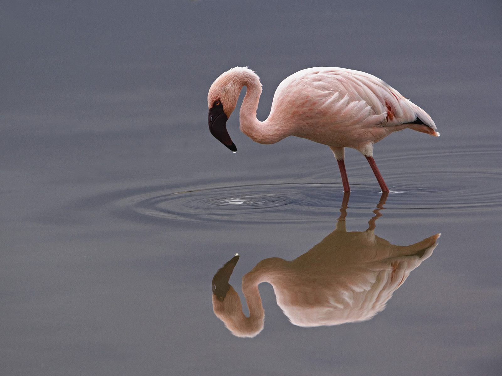 Animal Flamingo 1600x1200