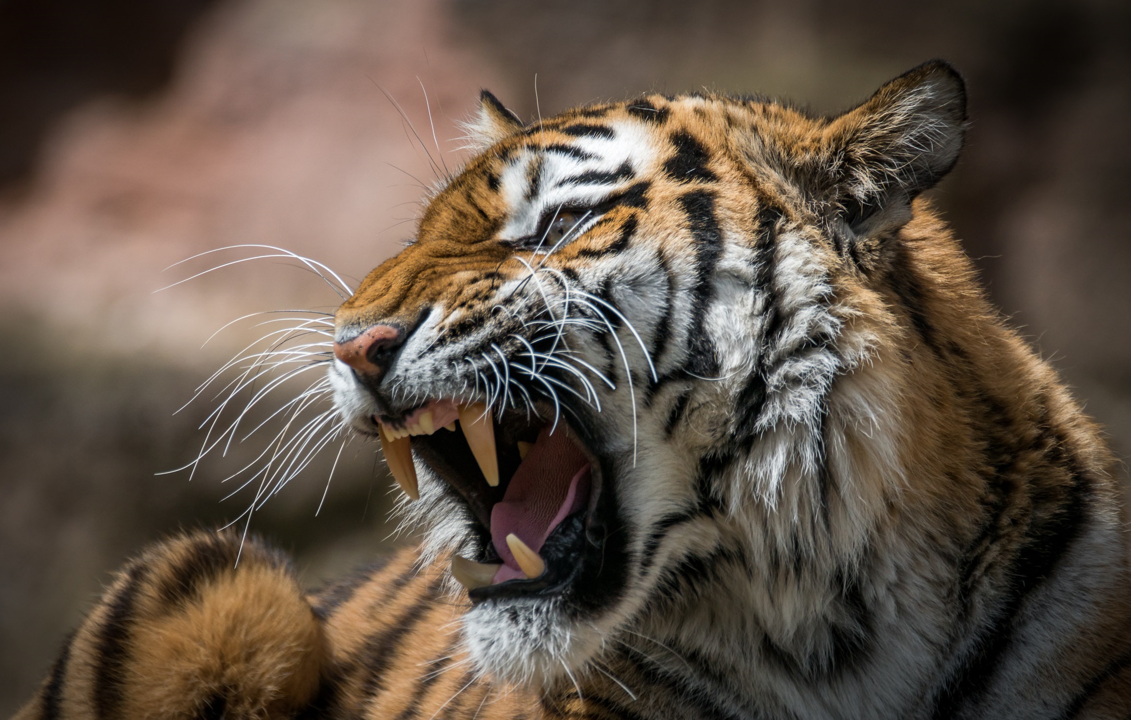 Big Cat Roar Tiger Wildlife Predator Animal 2280x1452
