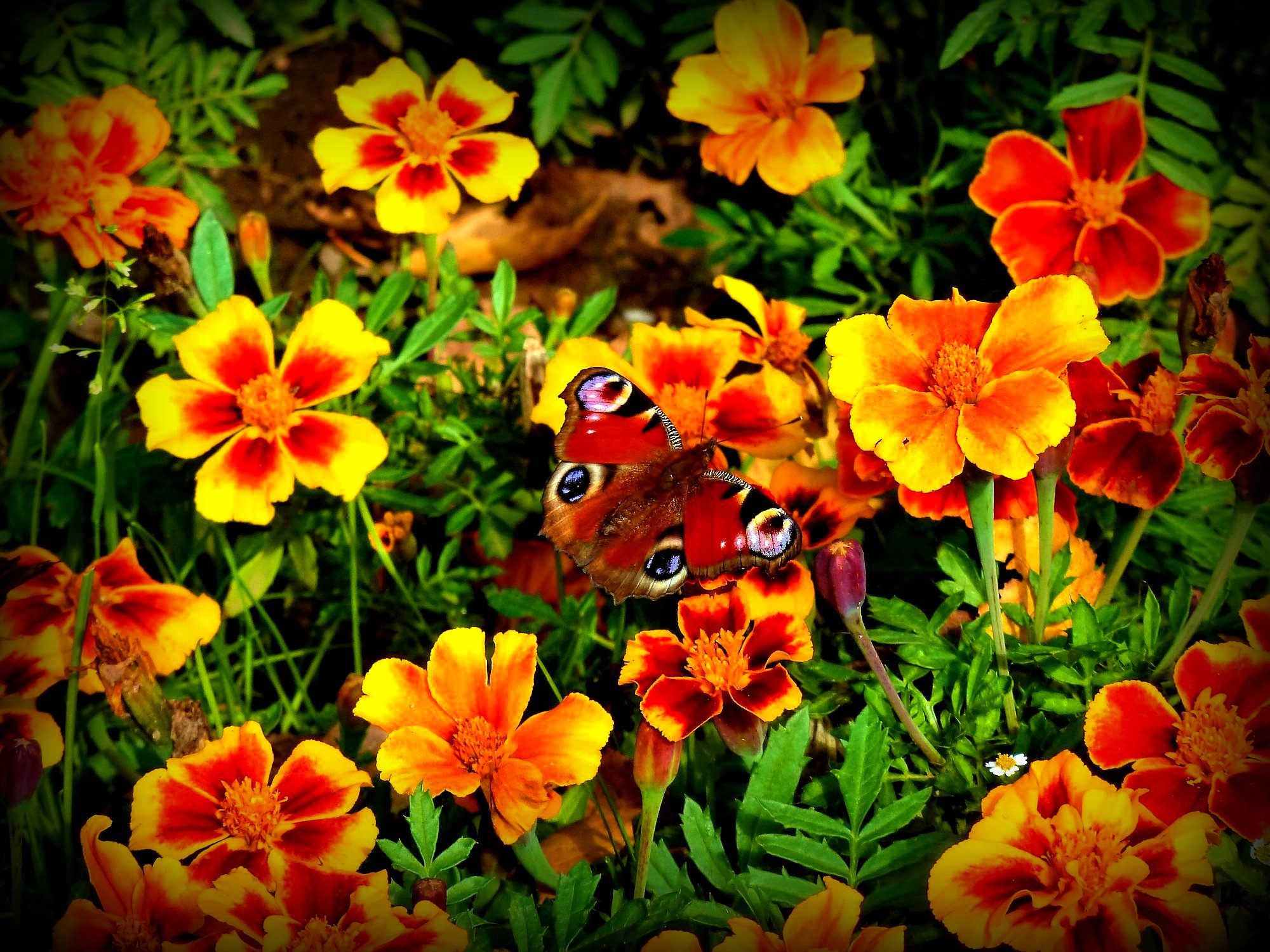 Animal Butterfly Flower Marigold 2000x1500