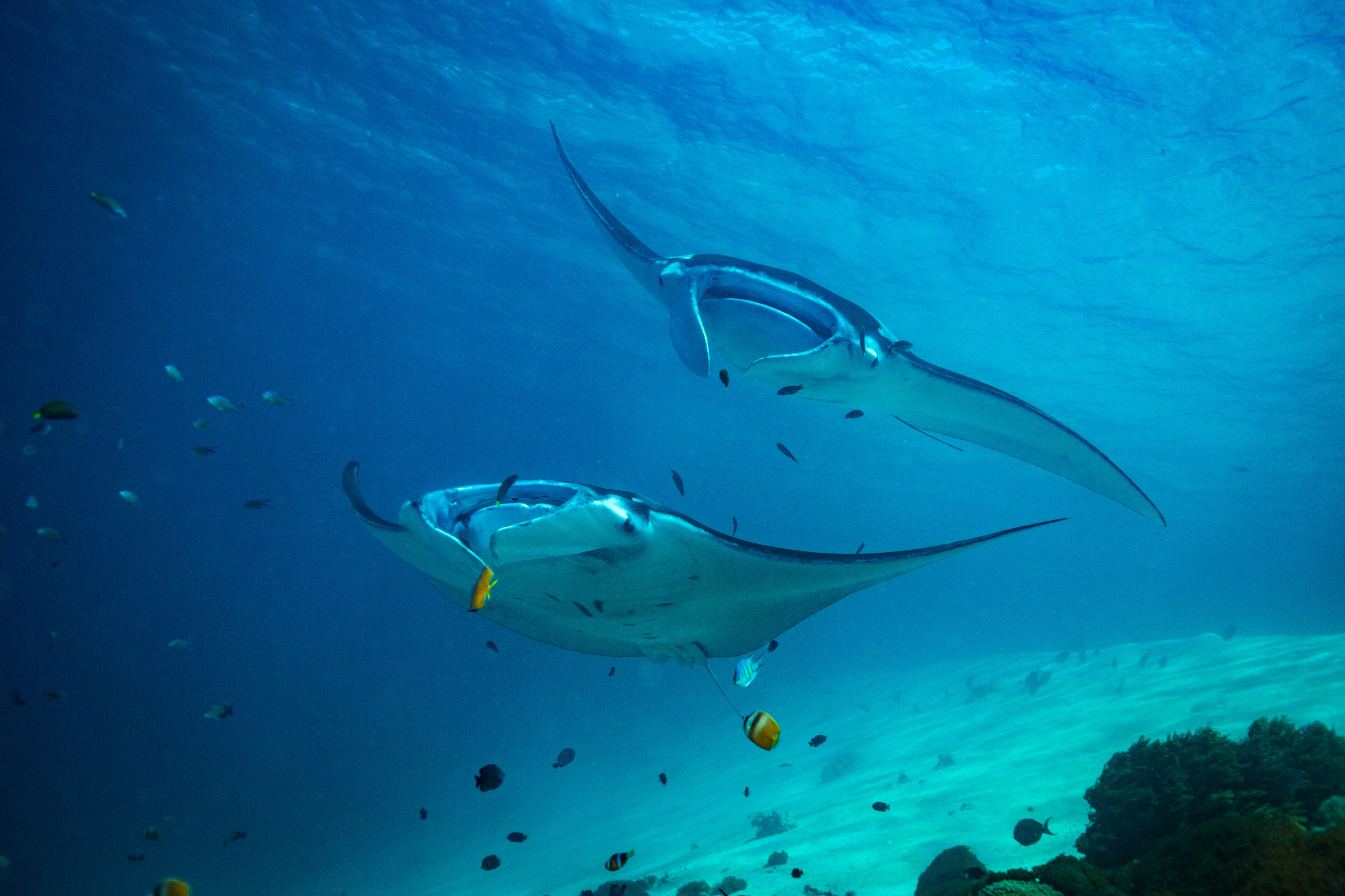 Manta Ray Sea Life Underwater 5760x3840
