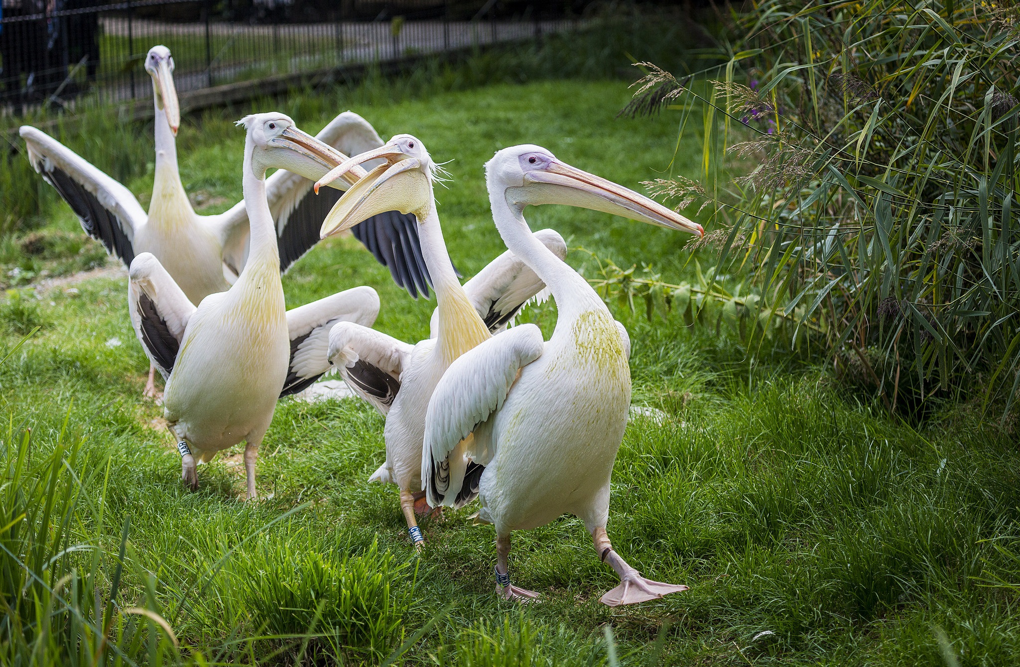 Animal Pelican 2048x1340