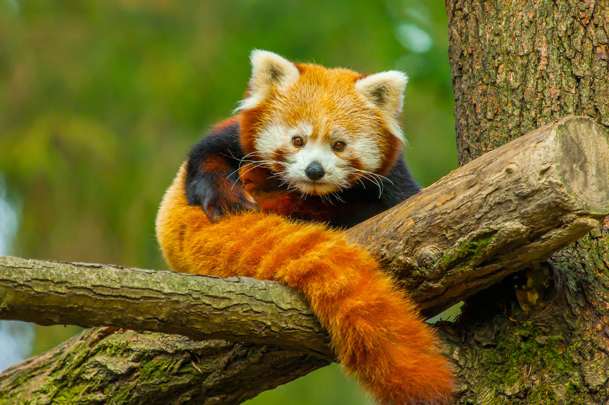 Red Panda Wildlife 2000x1333