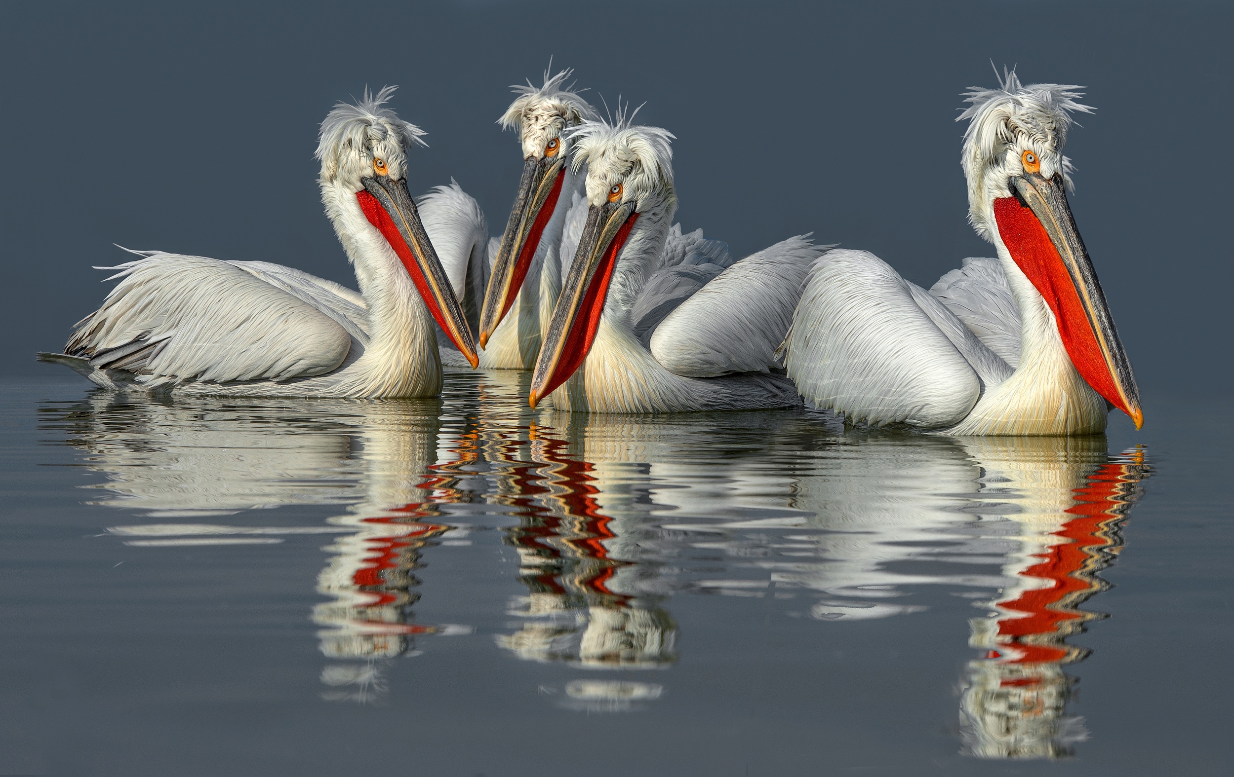 Beak Bird Pelican Reflection Wildlife 2499x1575
