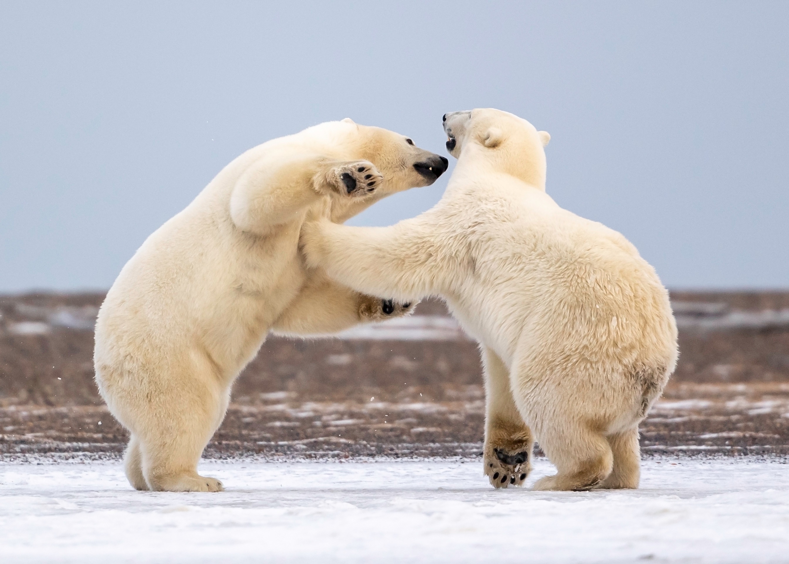 Fight Polar Bear Wildlife Predator Animal 2690x1921