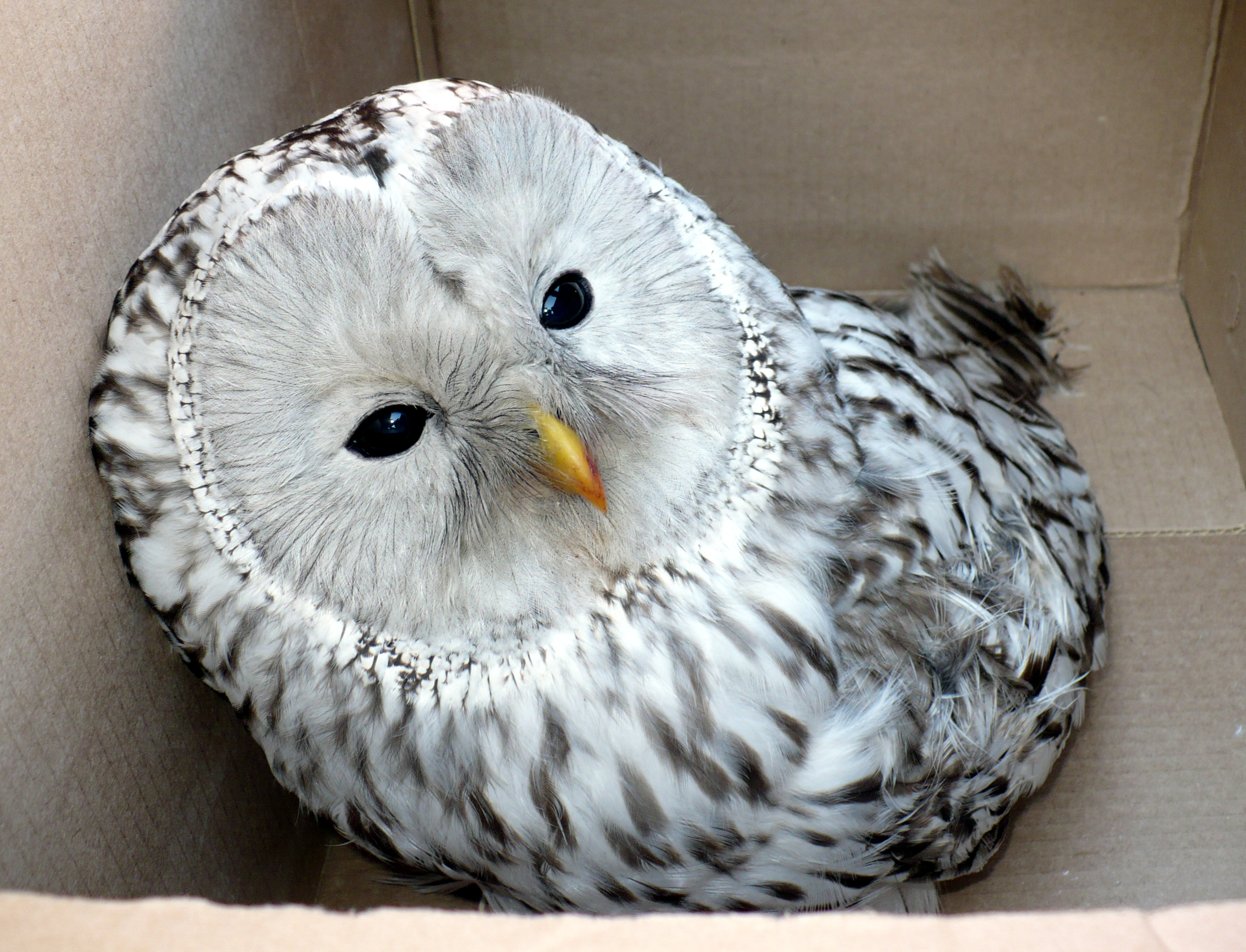 Animal Snowy Owl 2580x1972
