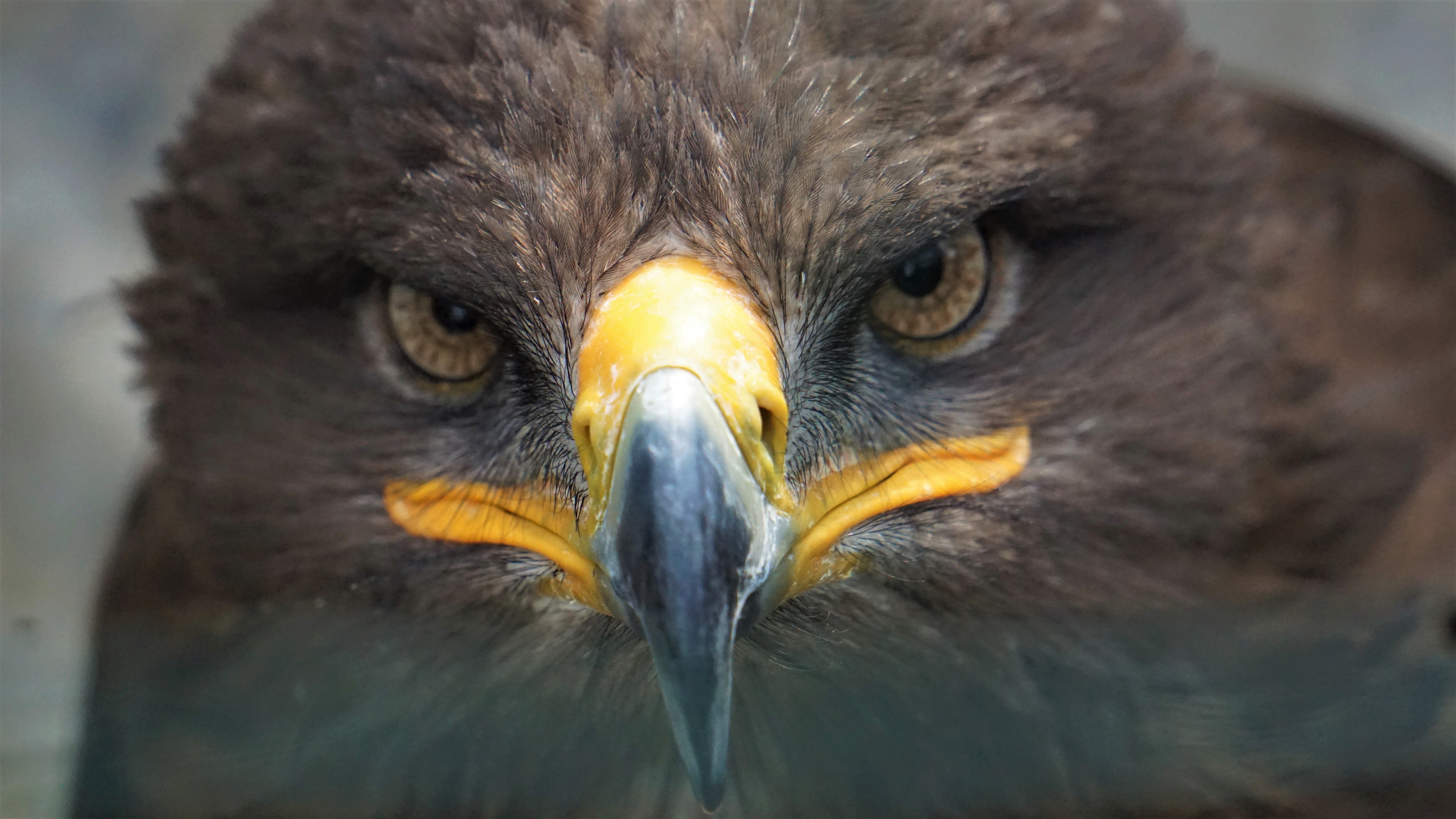 Animal Beak Bird Of Prey Close Up Eagle Face Golden Eagle 5120x2880