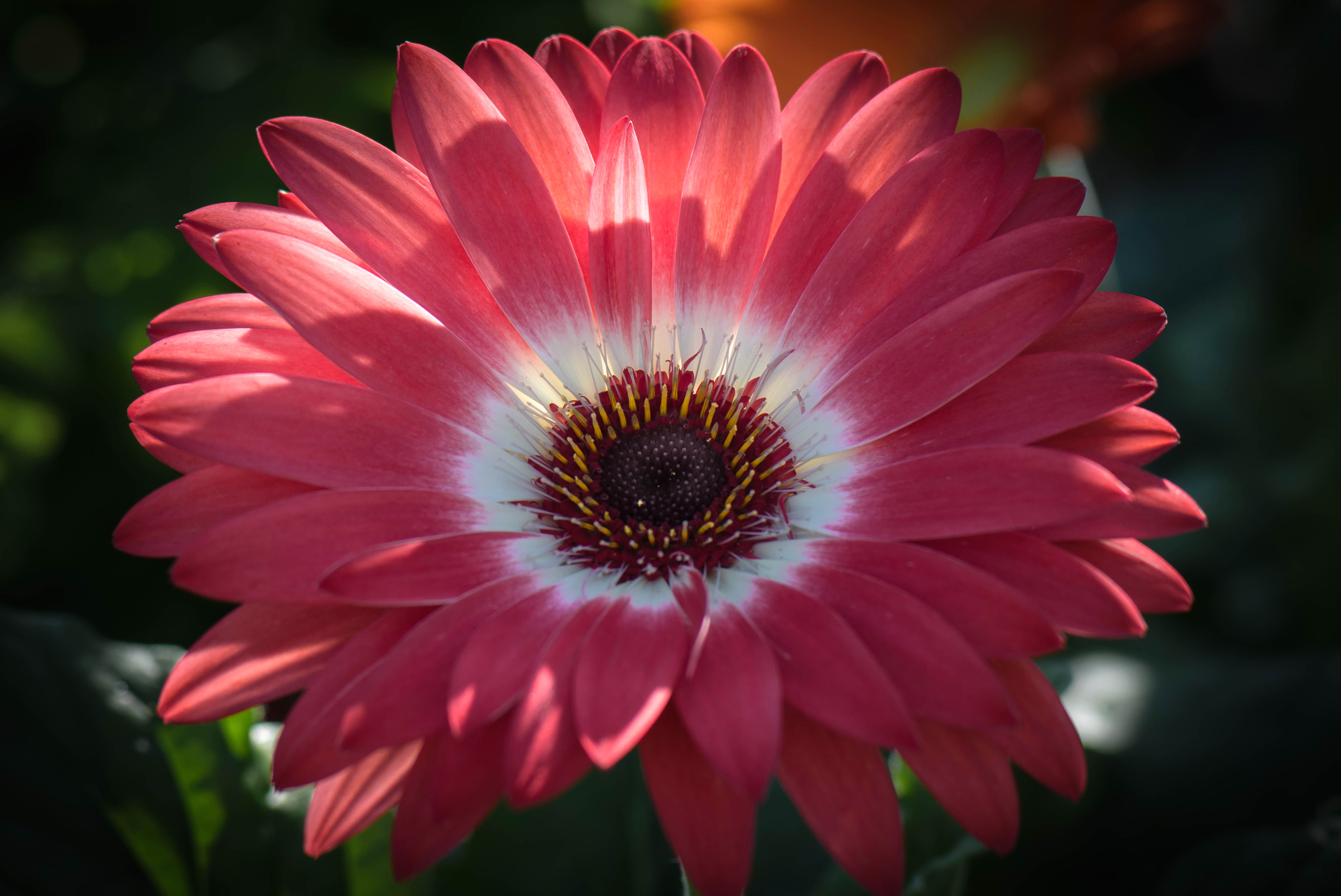 Flower Gerbera Pink Flower 5468x3654