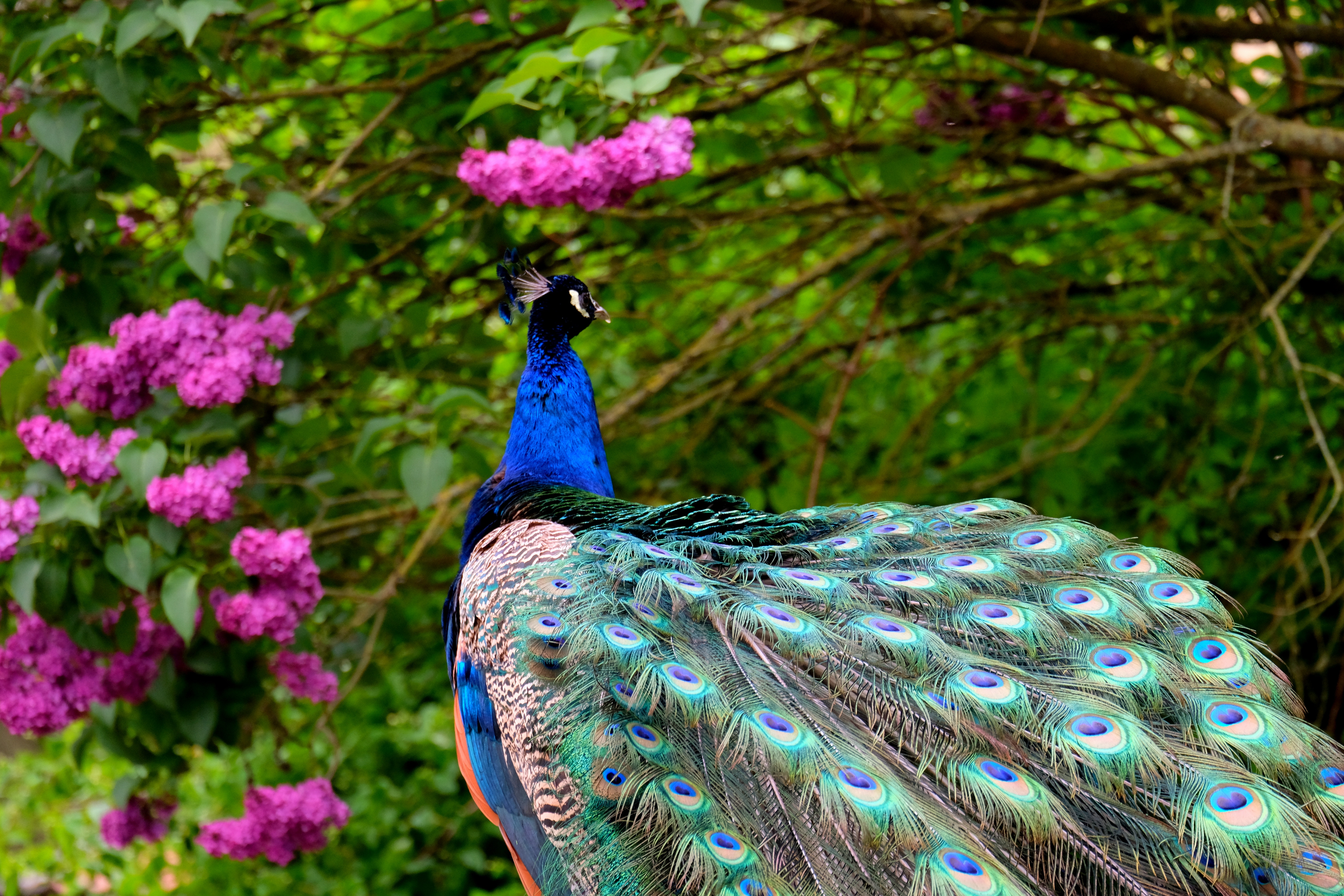 Bird Peacock Pink Flower 6000x4000