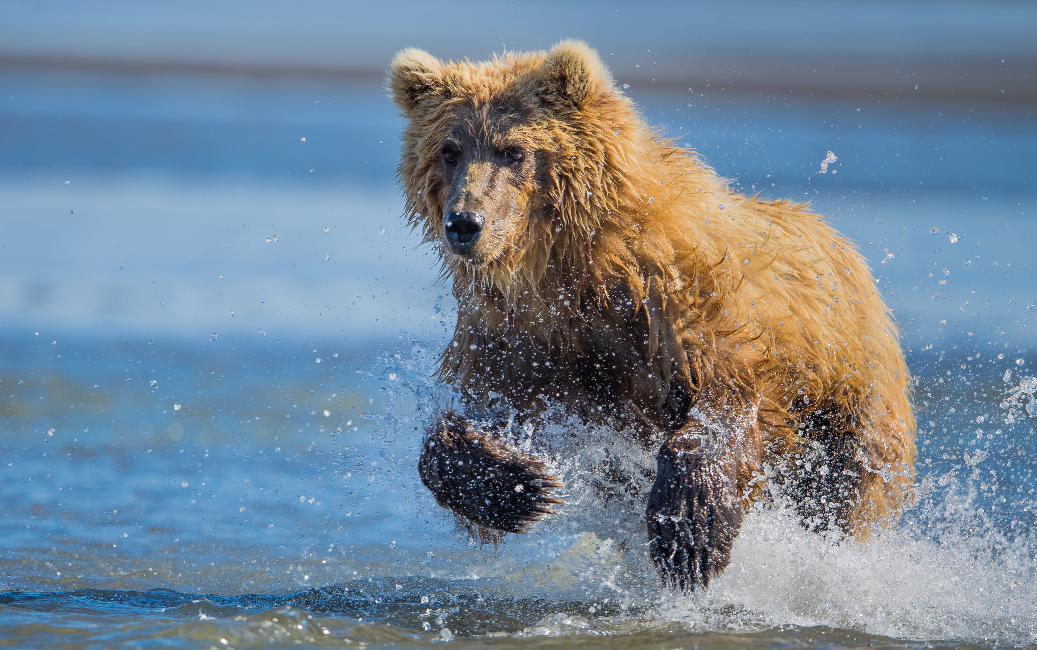 Bear Splash Wildlife Predator Animal 4096x2568