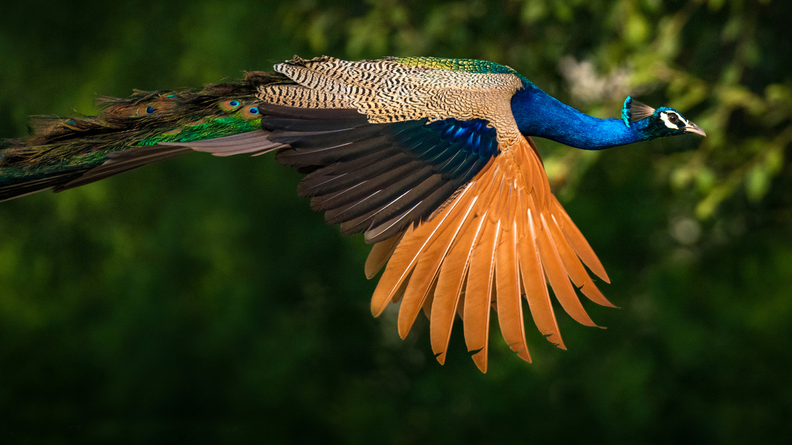 Animal Bird Indian Peacock Peacock 2560x1440