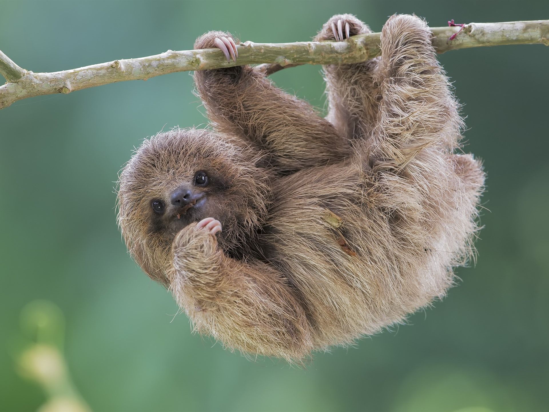 Cute Sloth 1920x1440