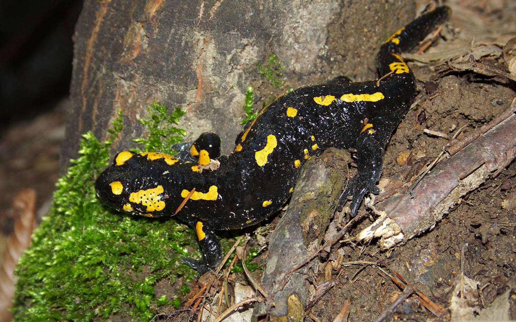 Animal Salamander 1680x1050
