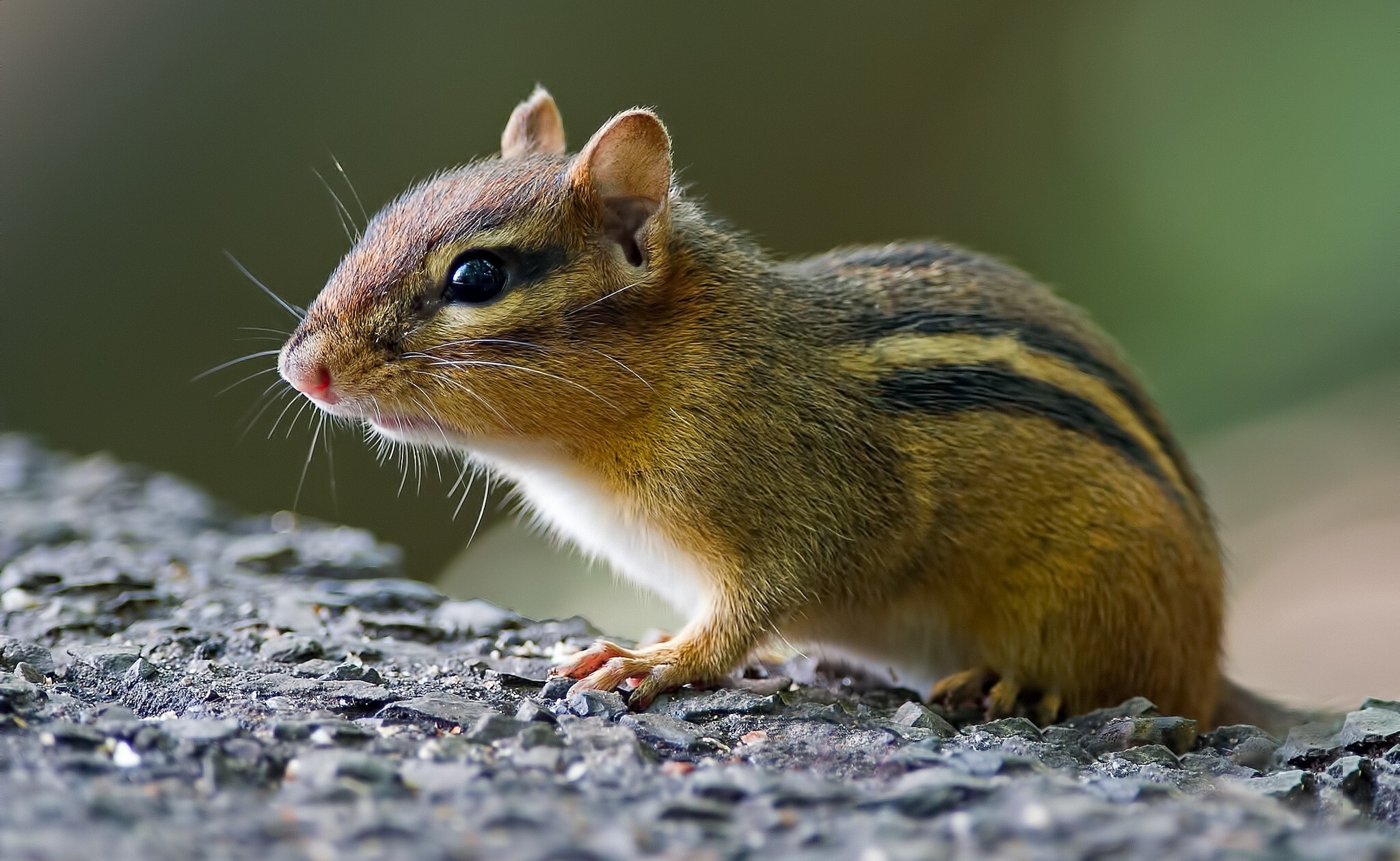 Chipmunk 2048x1260