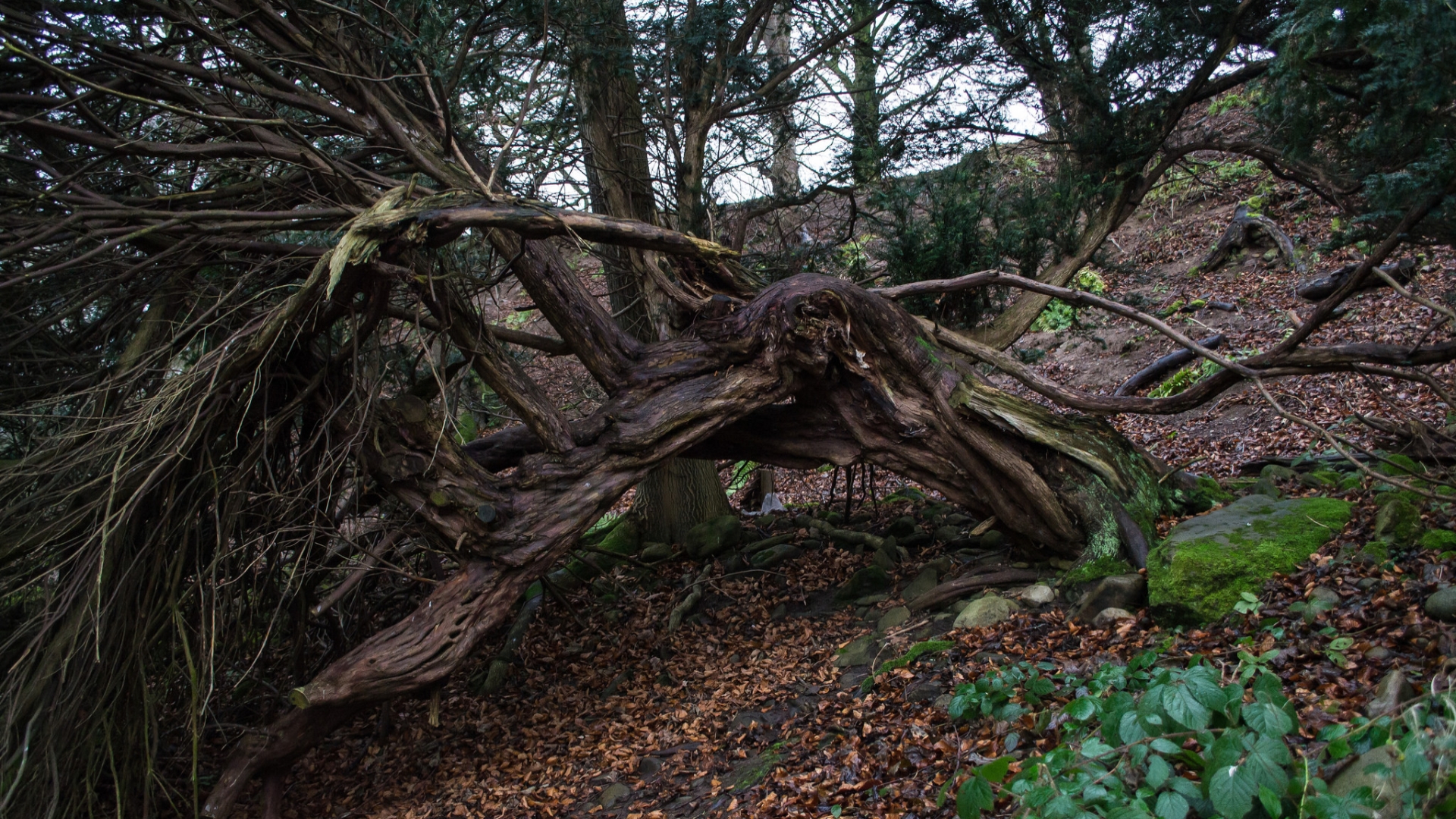 Earth Twisted Tree 1920x1080