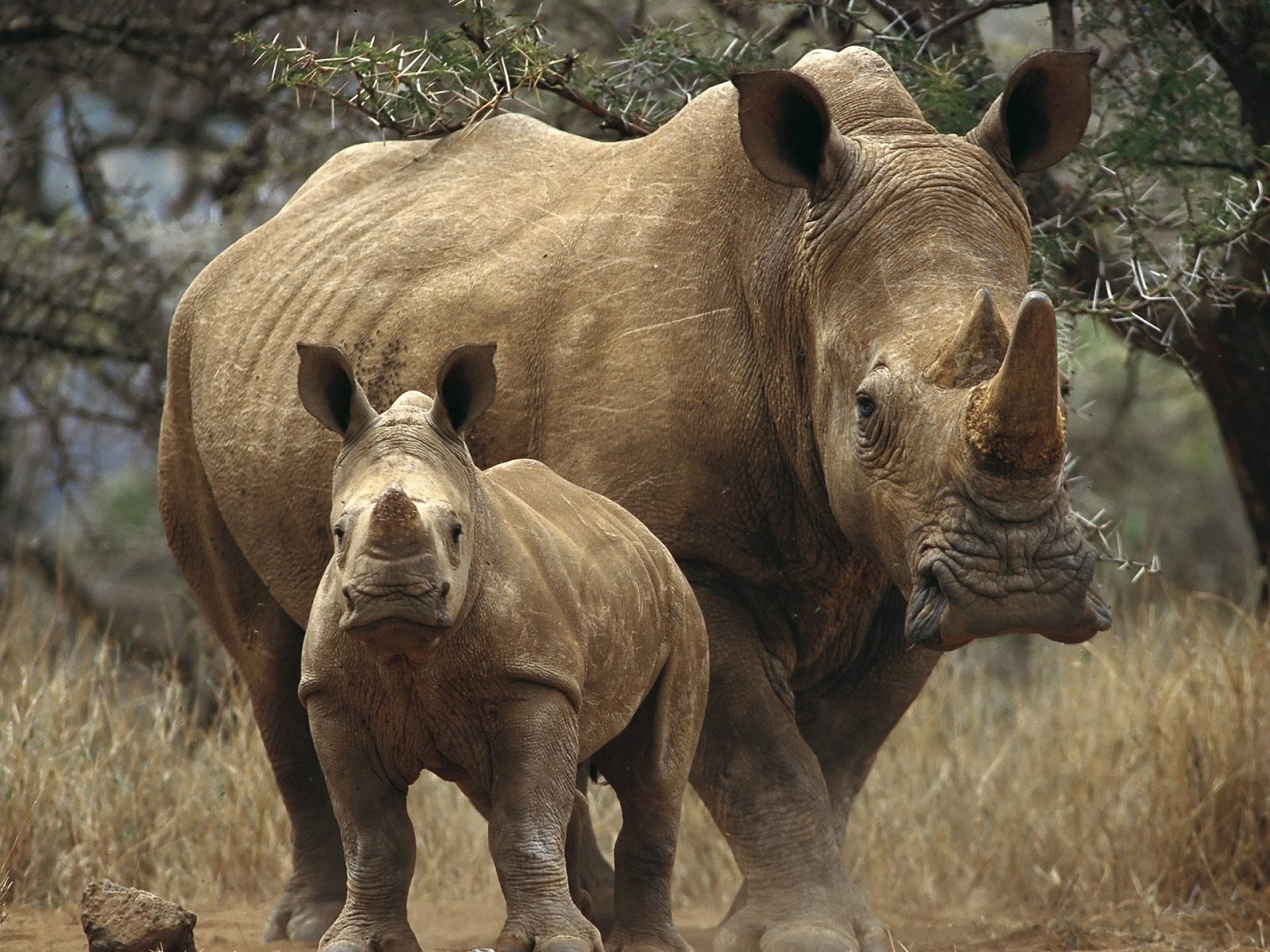 Animal Rhino 1920x1440