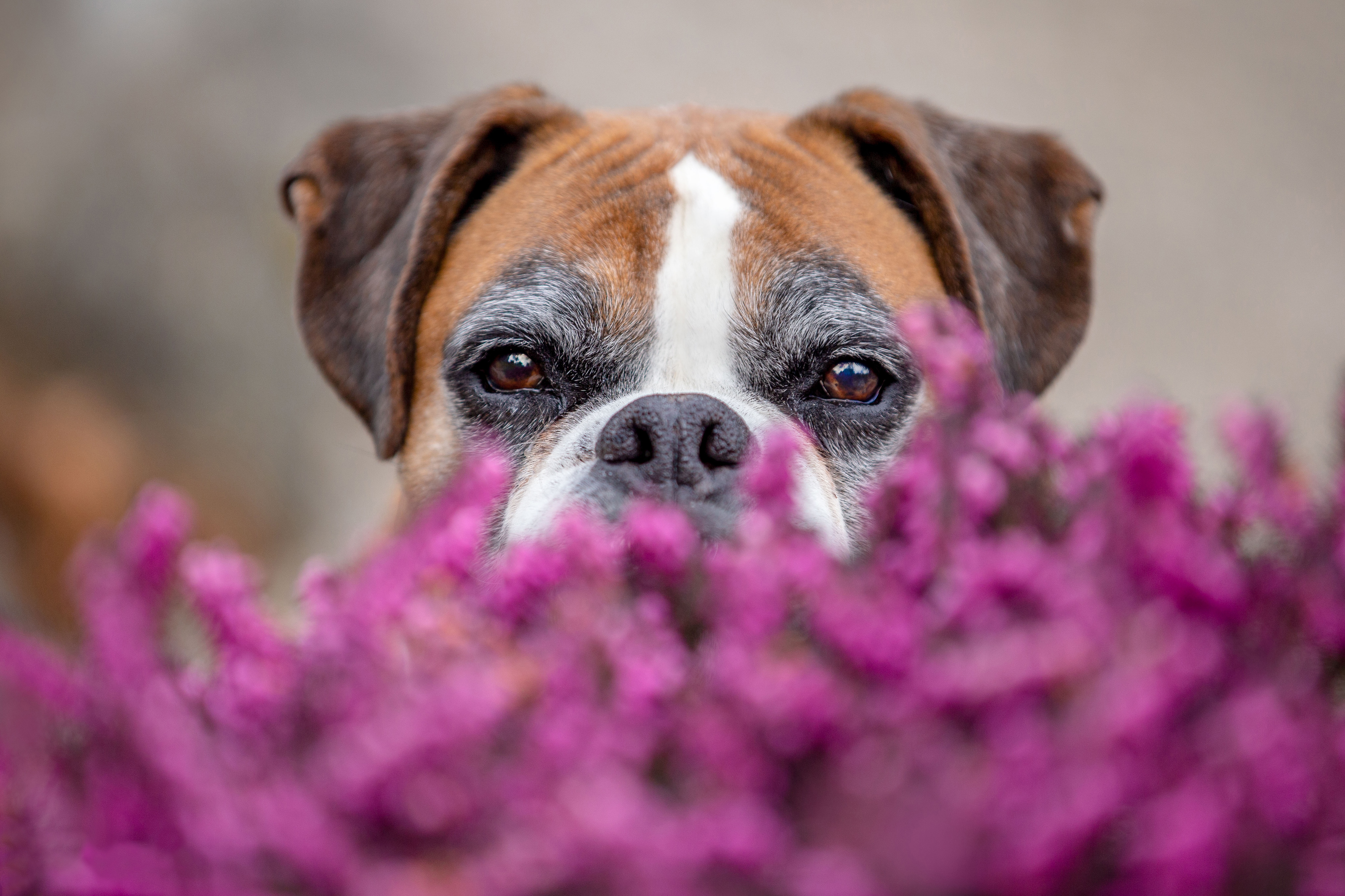 Boxer Dog Dog Flower Pet Stare 5400x3600