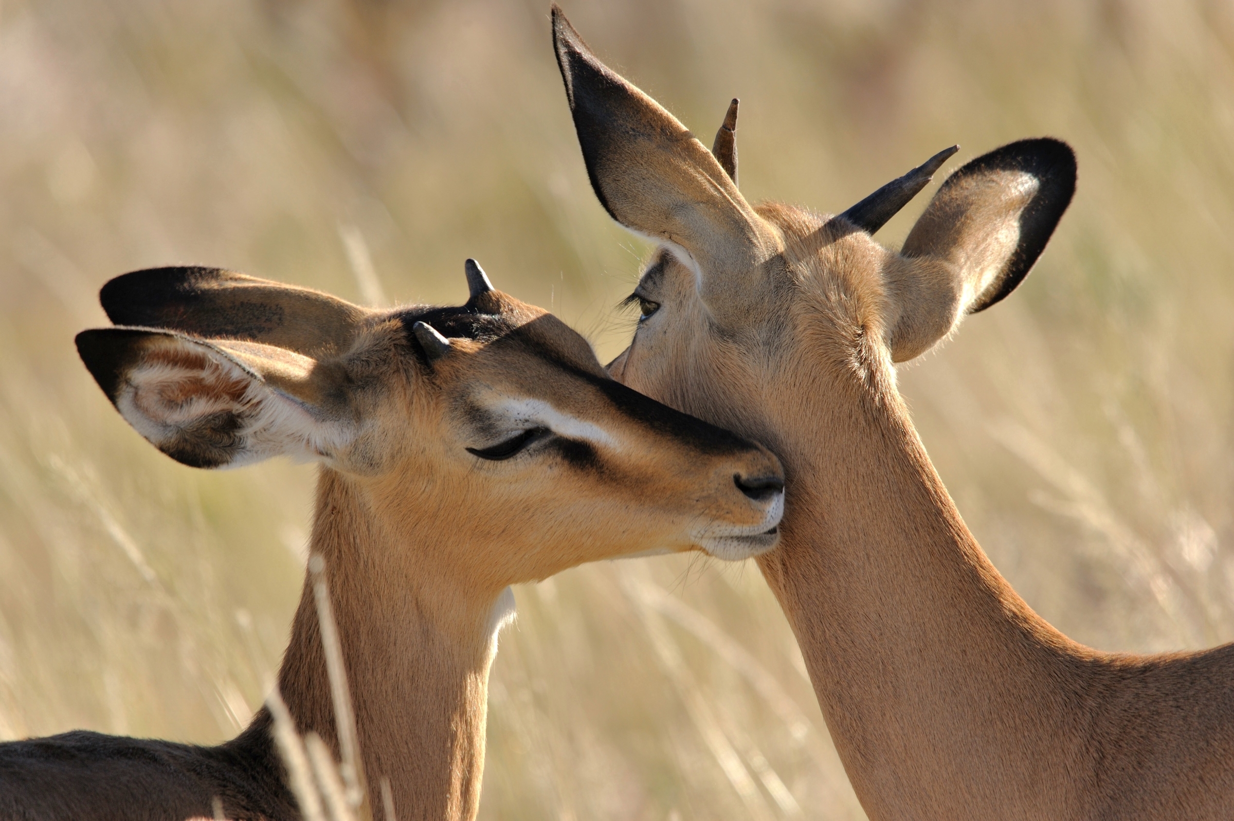 Antelope Love Wildlife 2400x1597