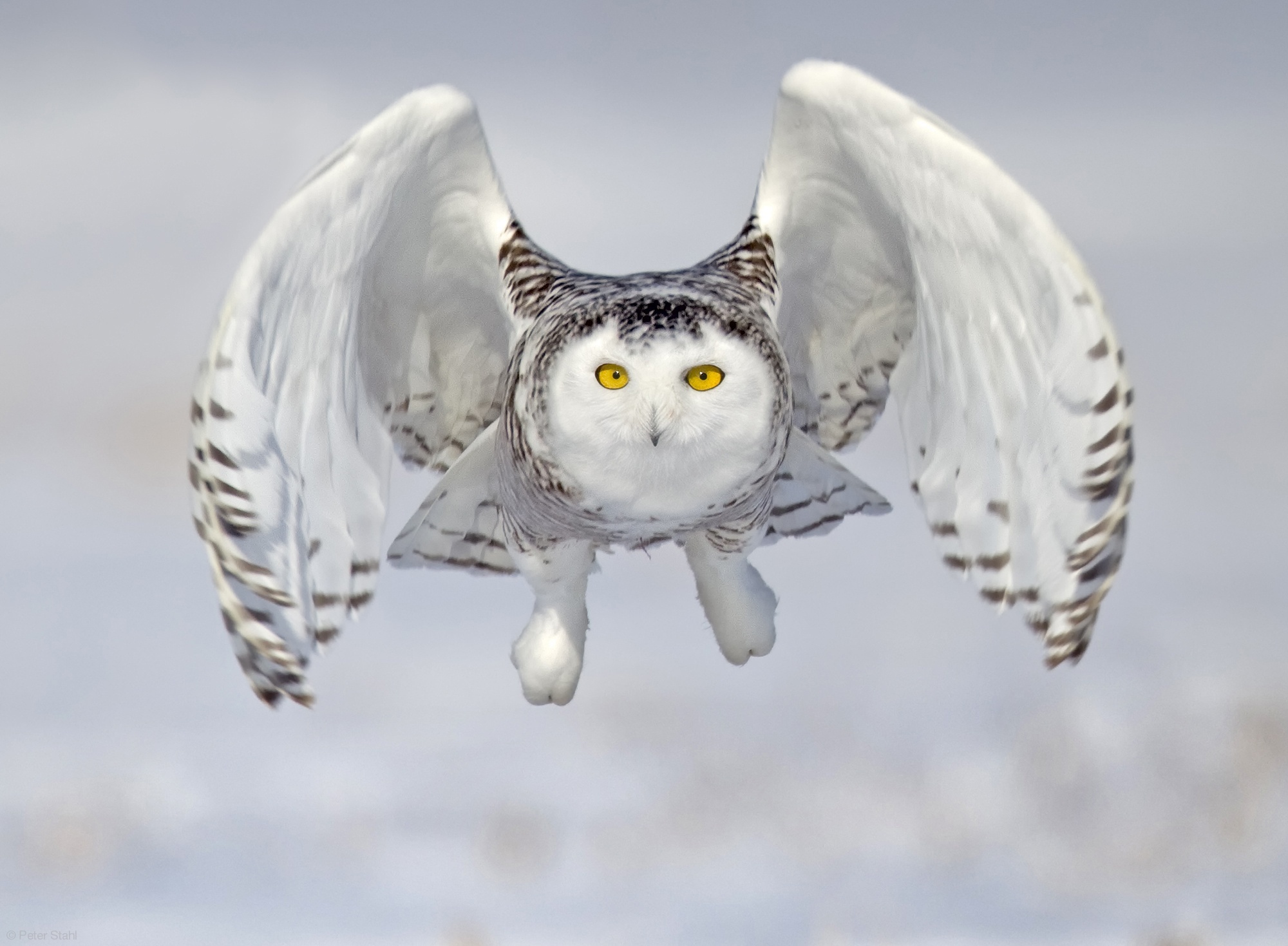 Bird Owl Snowy Owl Wildlife 2000x1469