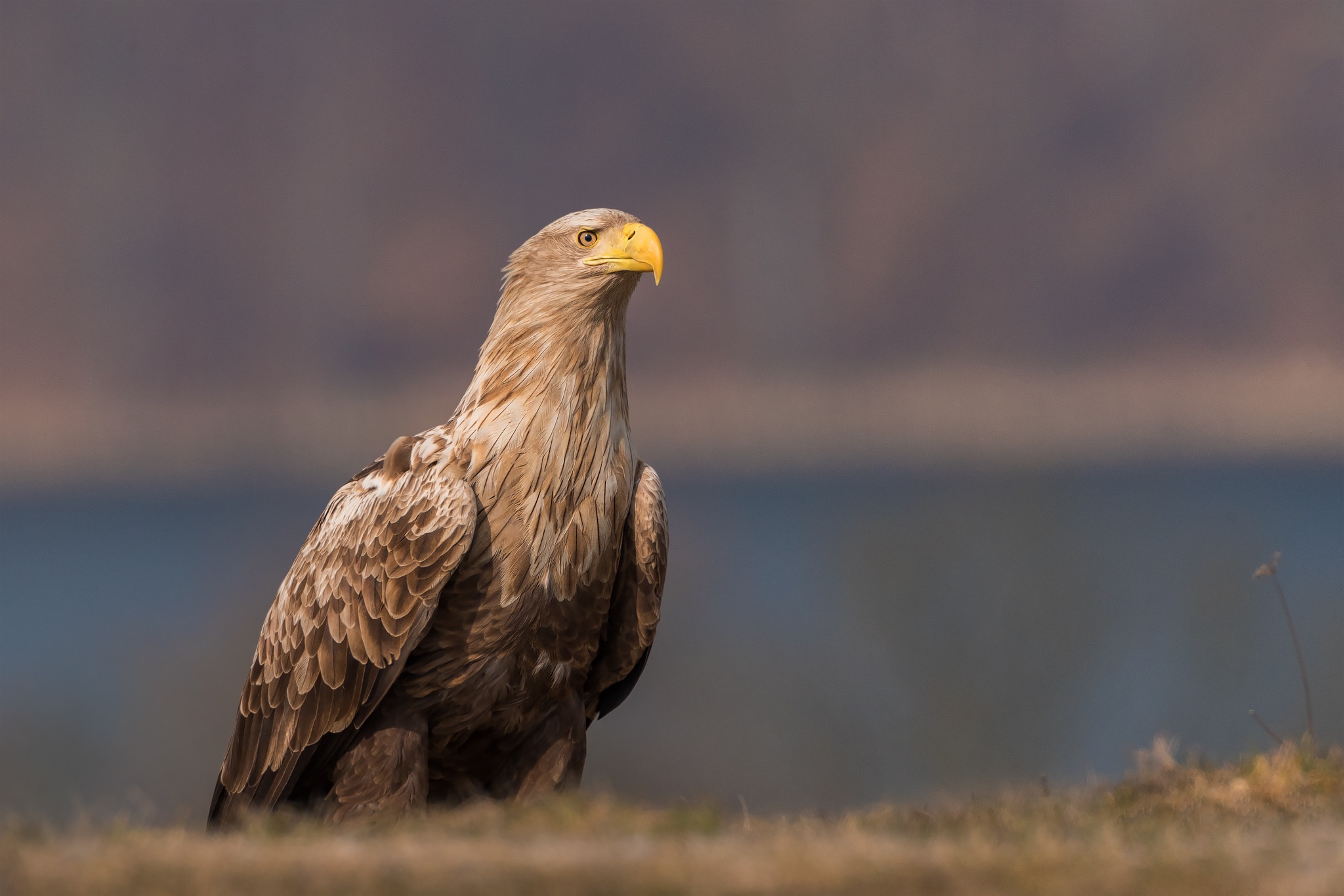 Bird Of Prey Eagle Golden Eagle Wildlife 2048x1365